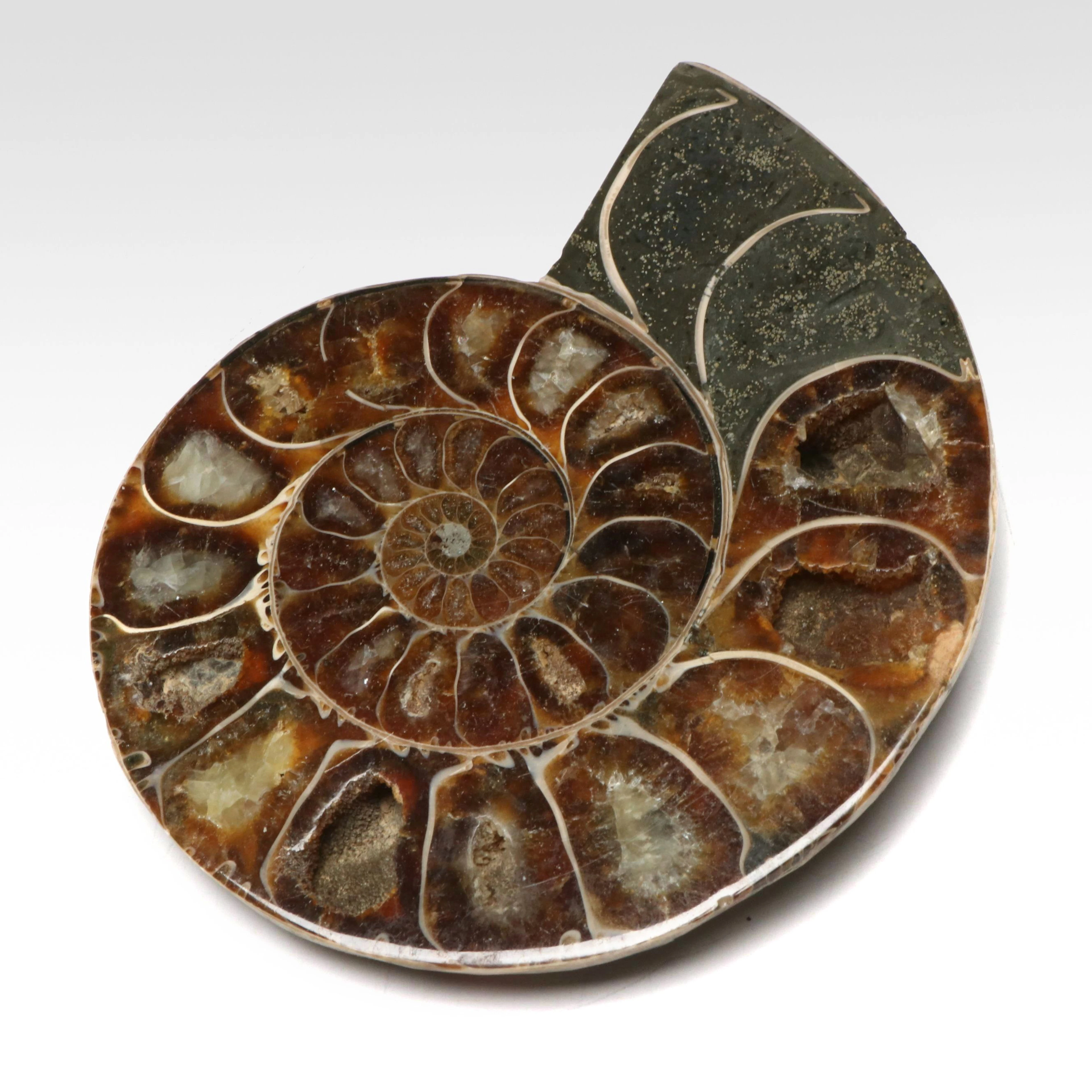 Polished Ammonite Fossil