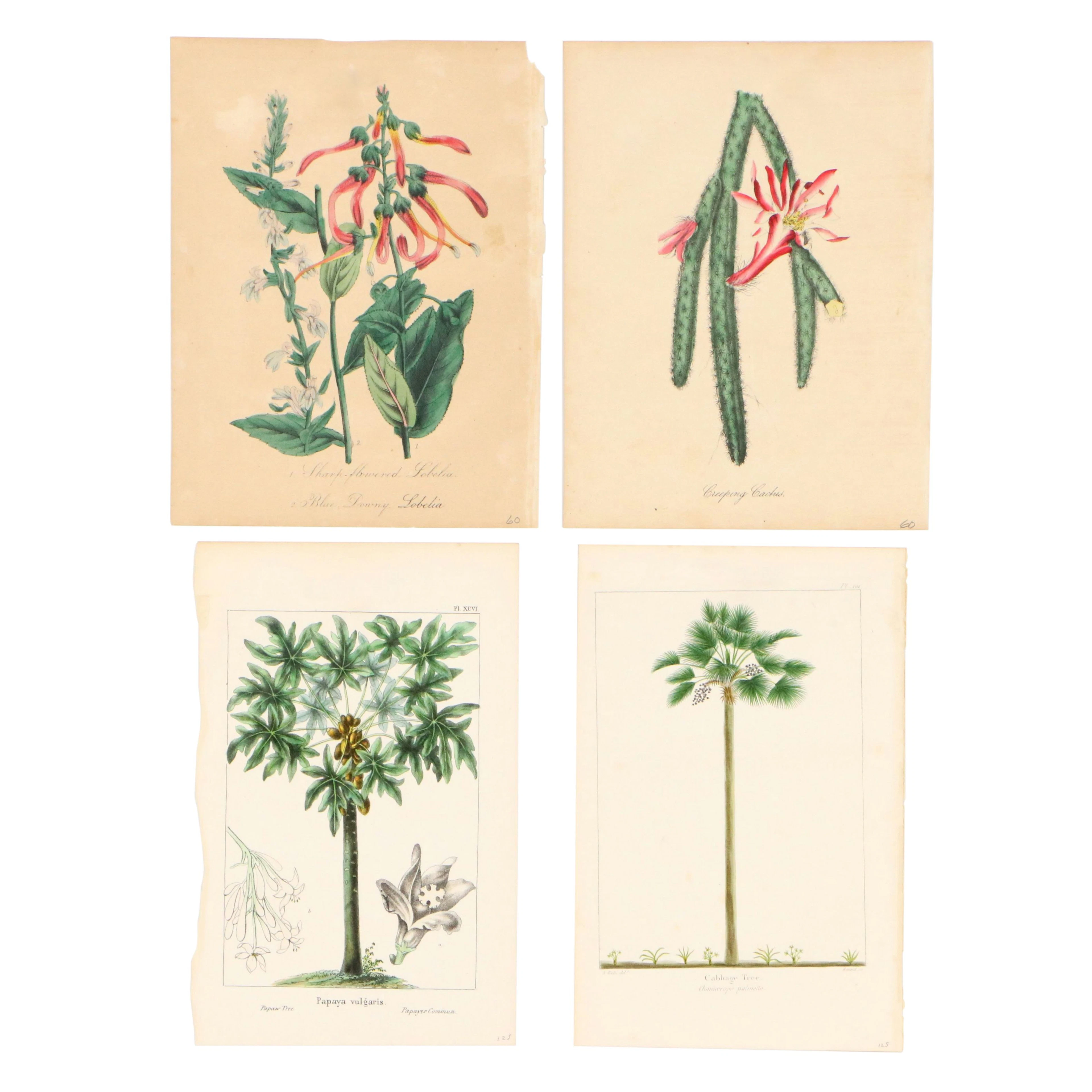 Set of Four Botanical Prints of Plant Species, 19th Century
