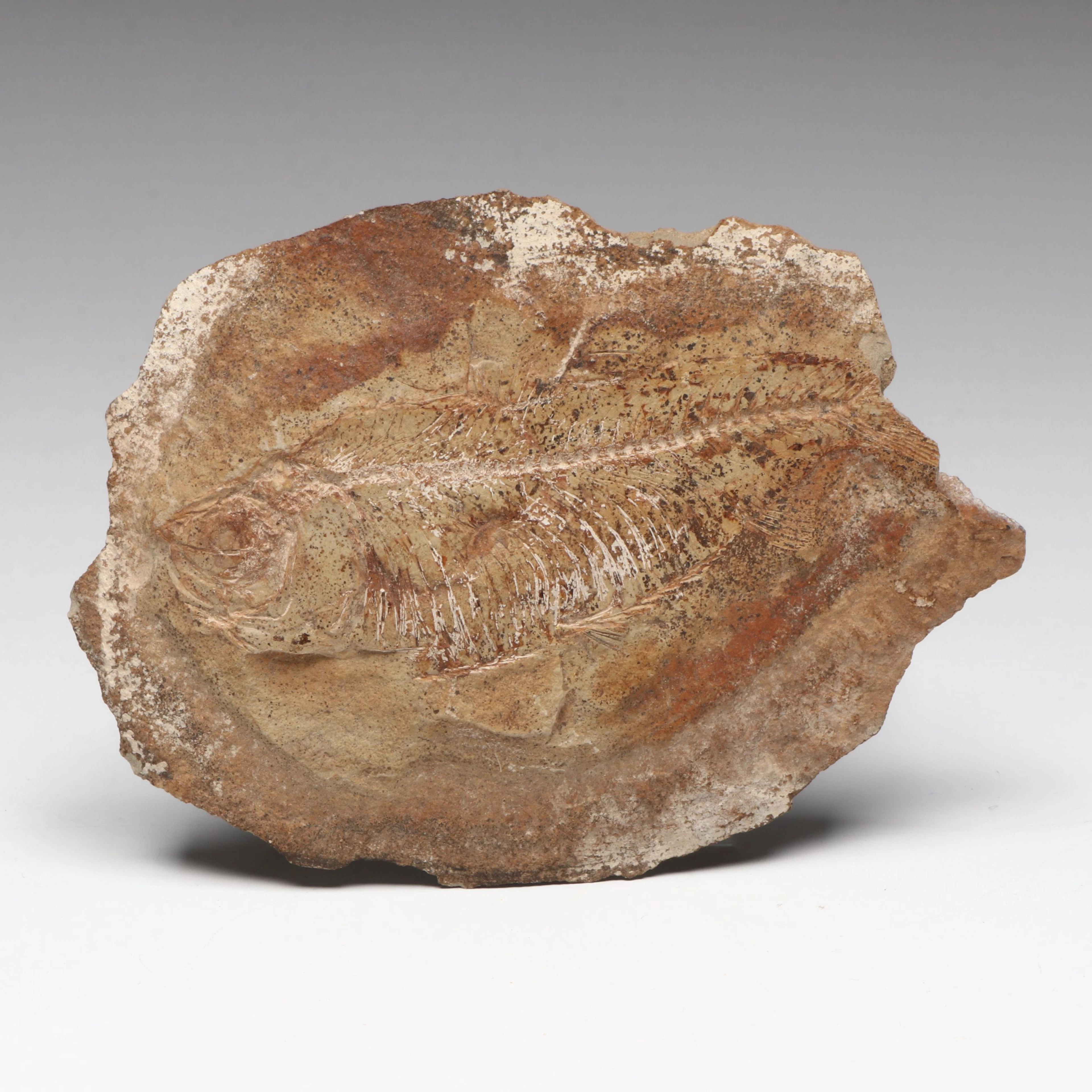 Green River Formation "Gosiutichthys parvus" Attr. Fish Fossil