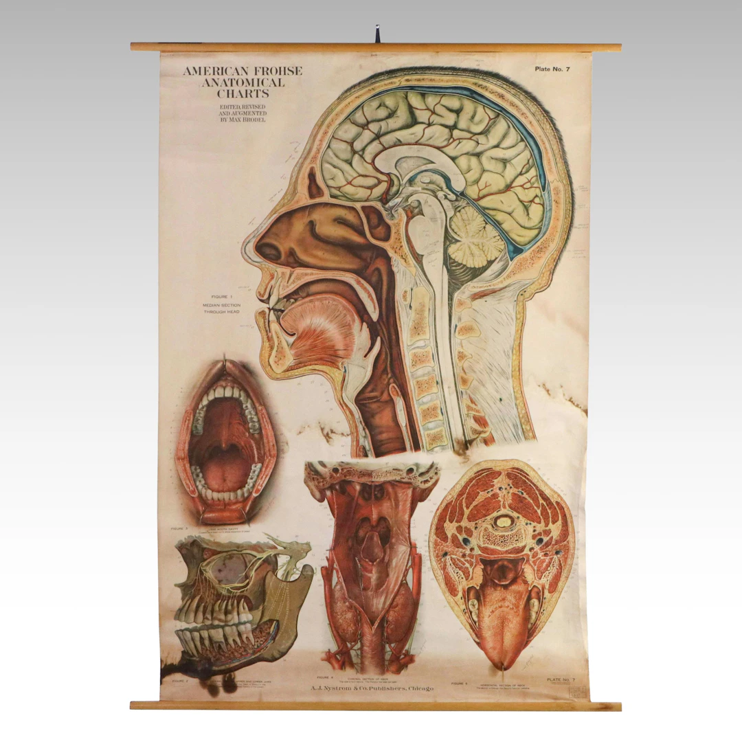 American Frohse Anatomical Chart Plate No. 7 "Head and Neck," 1918
