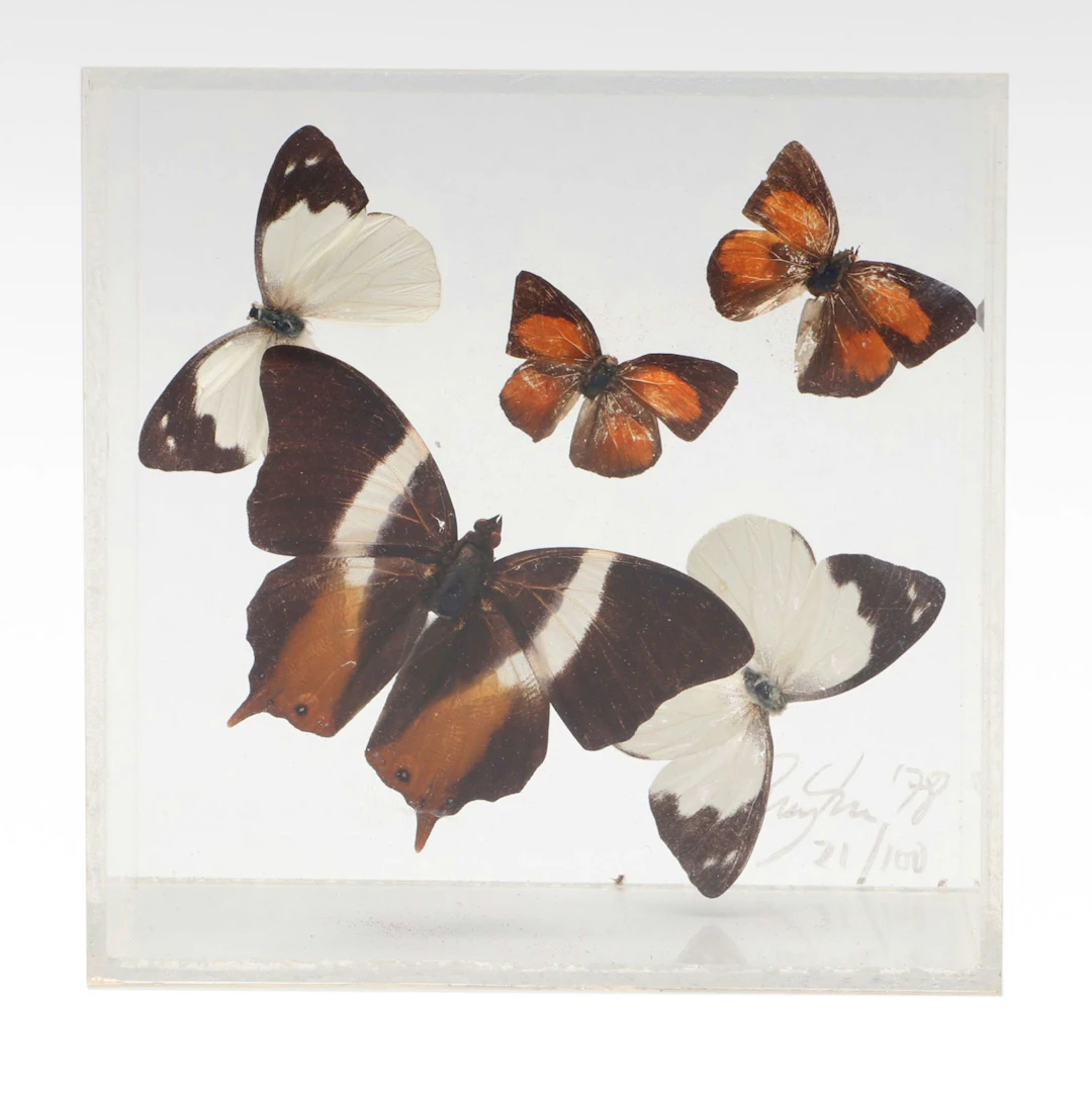 Taxidermy Butterfly Collection in Acrylic Display