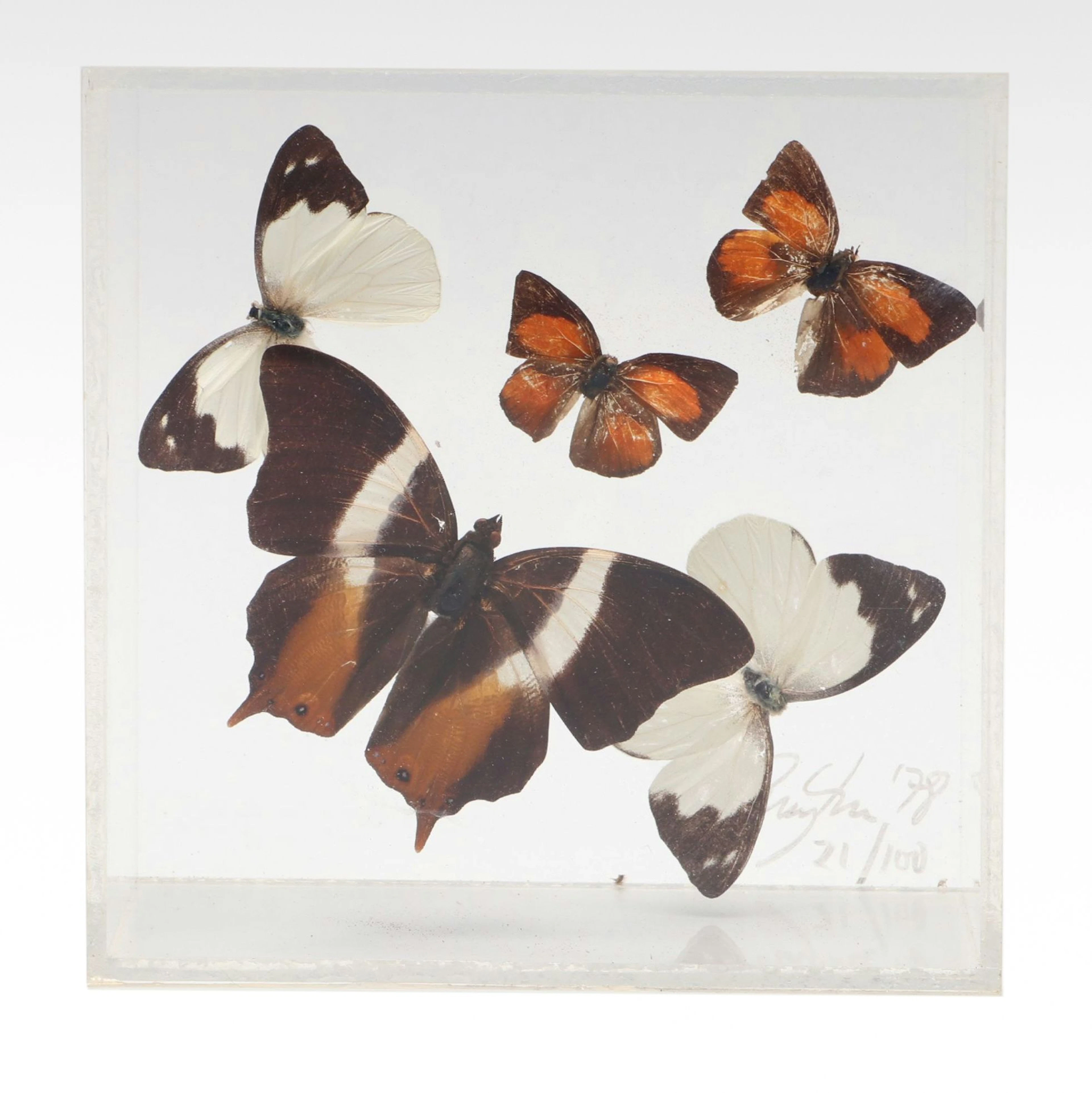 Taxidermy Butterfly Collection in Acrylic Display