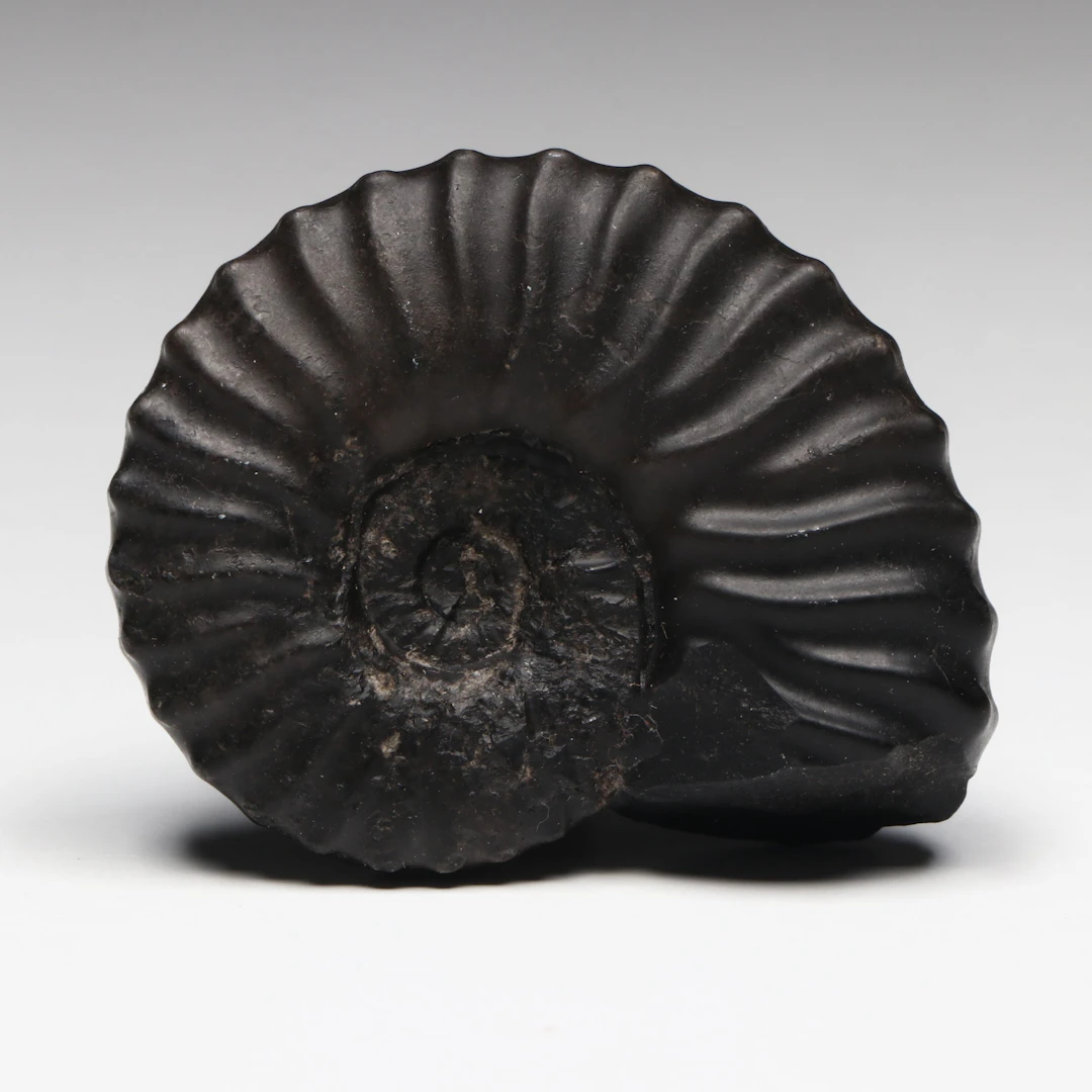 Jurassic Period Ammonite Fossil
