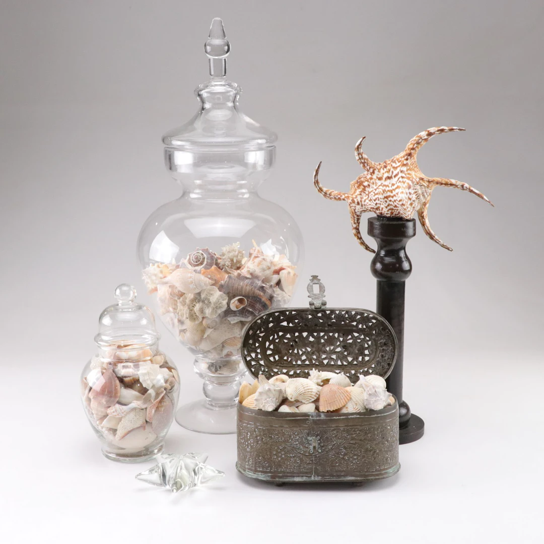 Spider Conch, King's Crown Conch, Coral, and Other Seashells and Nautical Decor