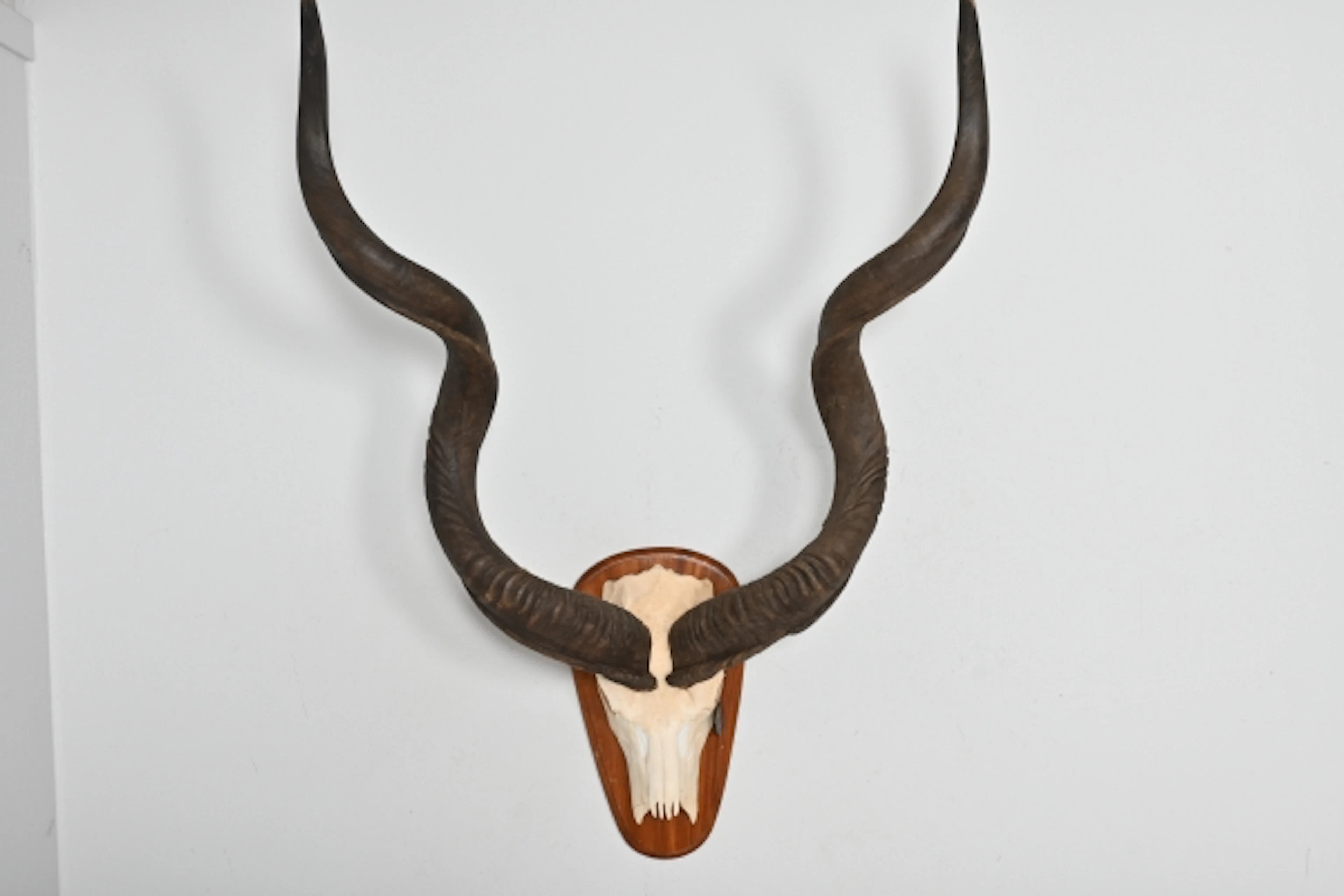 Jakttrofé, Kudu