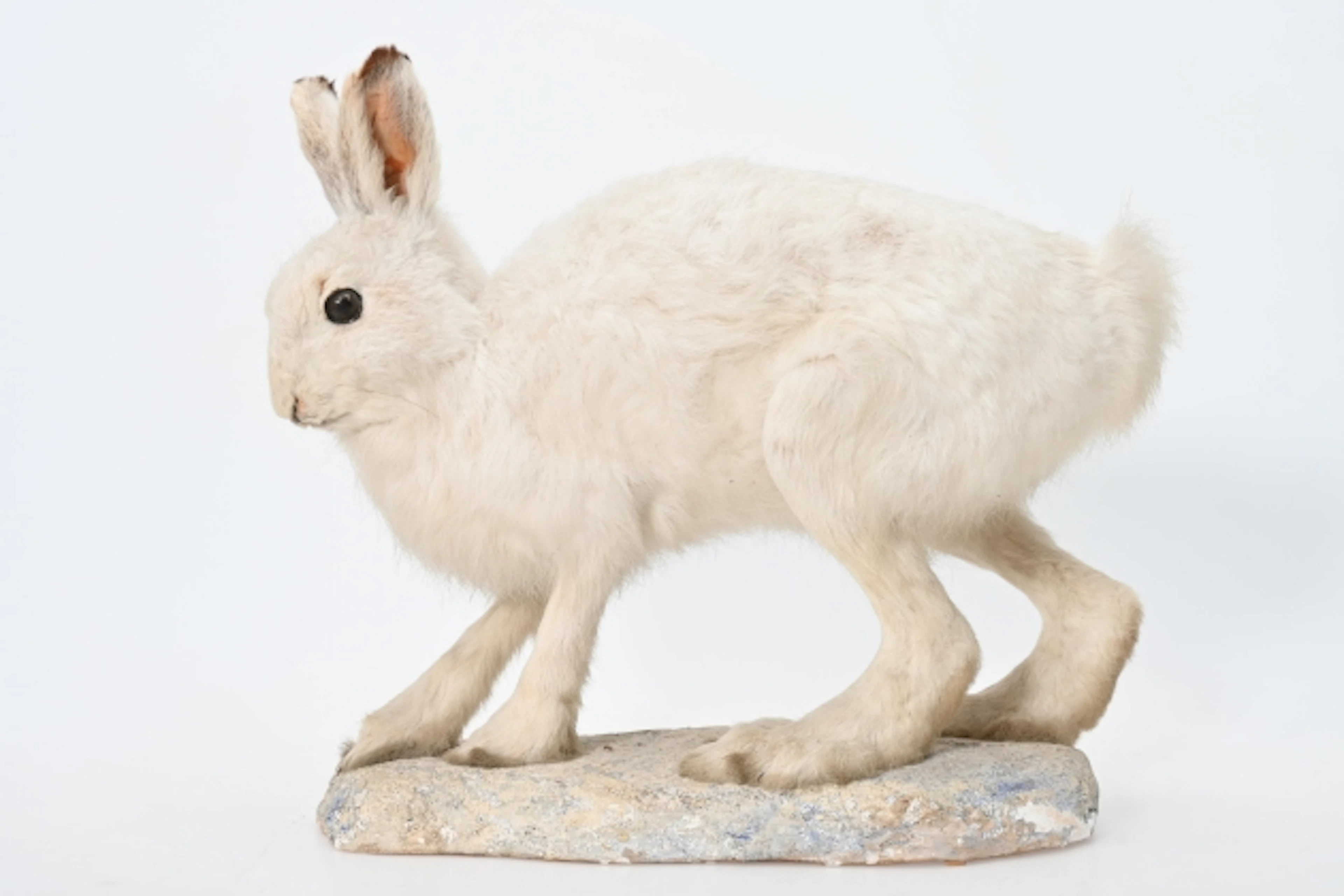 Hare