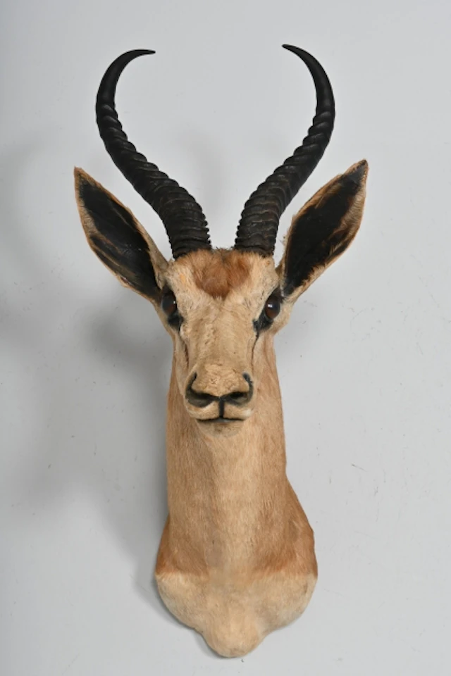 Jakttrofé, Springbock