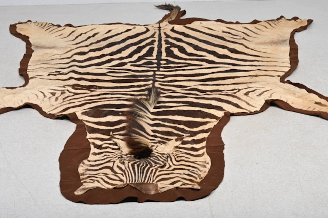Zebraskinn (Chapman)