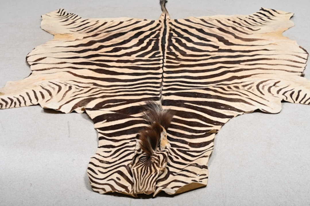 Zebraskinn