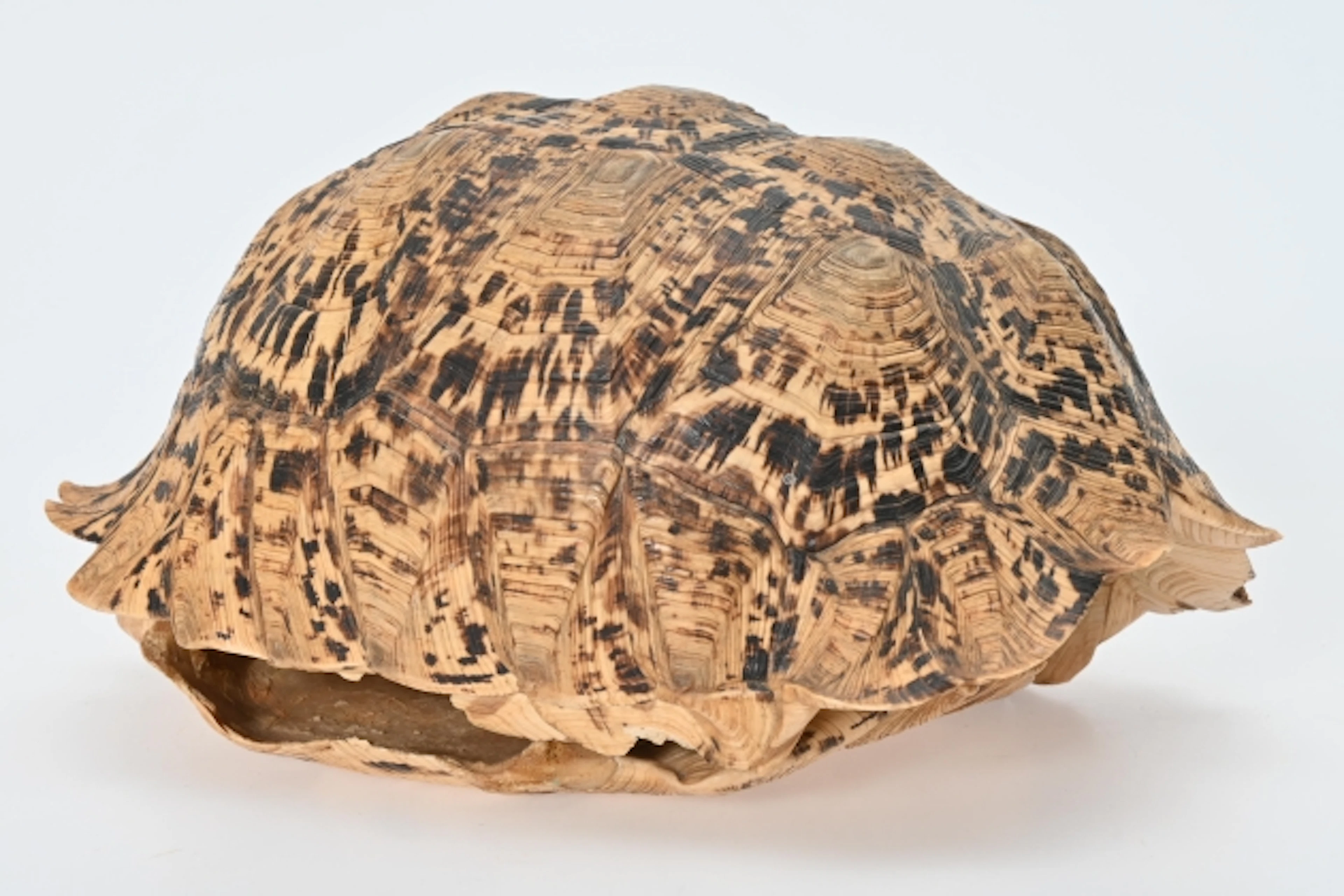 Leopardsköldpadds skal