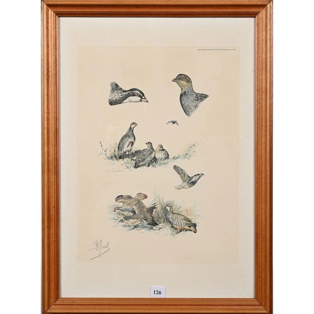 RIAB. “Study of a Partridge.” Color lithograph. H. 34 L. 25.