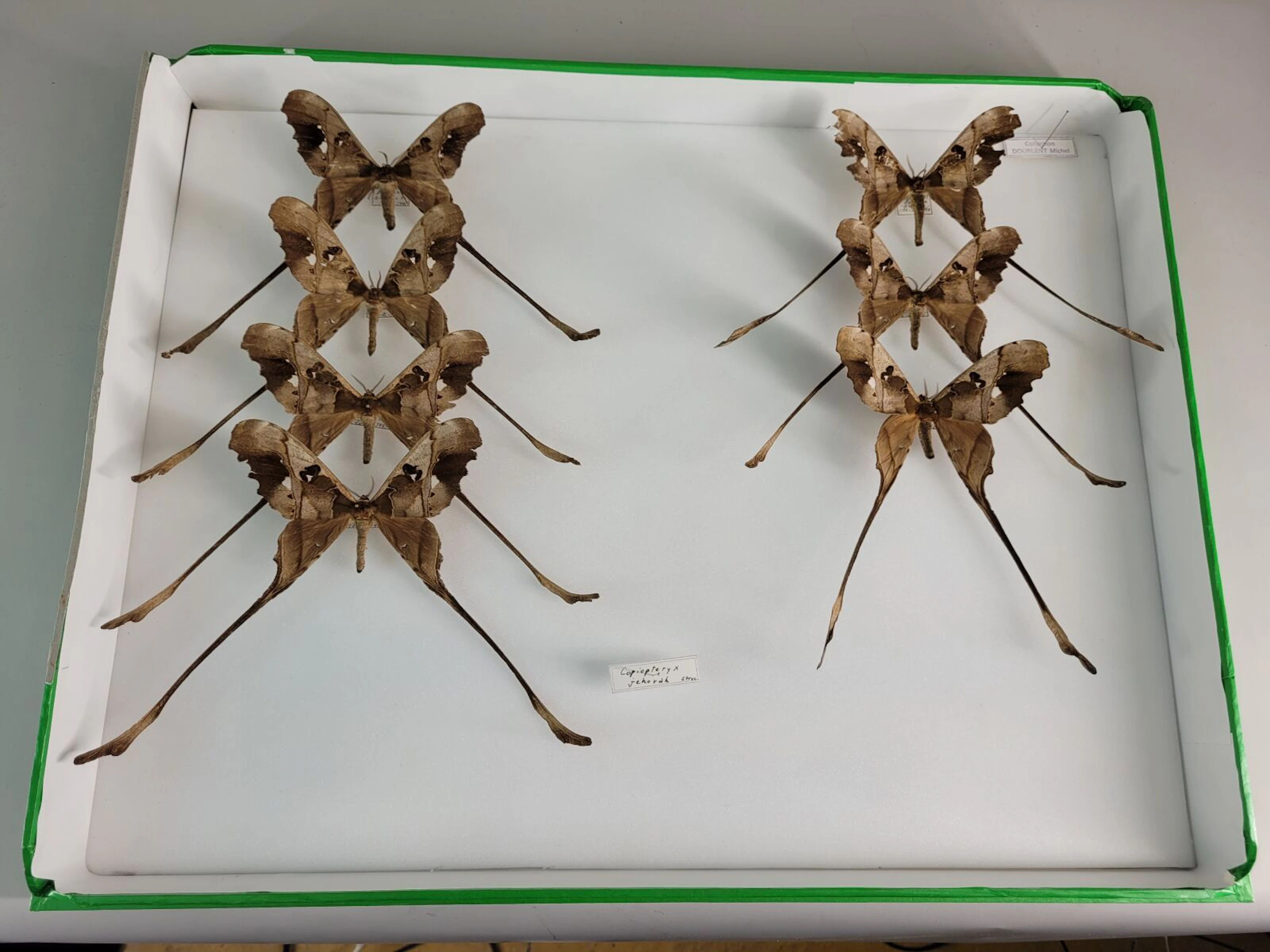 Large box of Copiopteryx Jehovah, beautiful condition, impre - Lot 29
