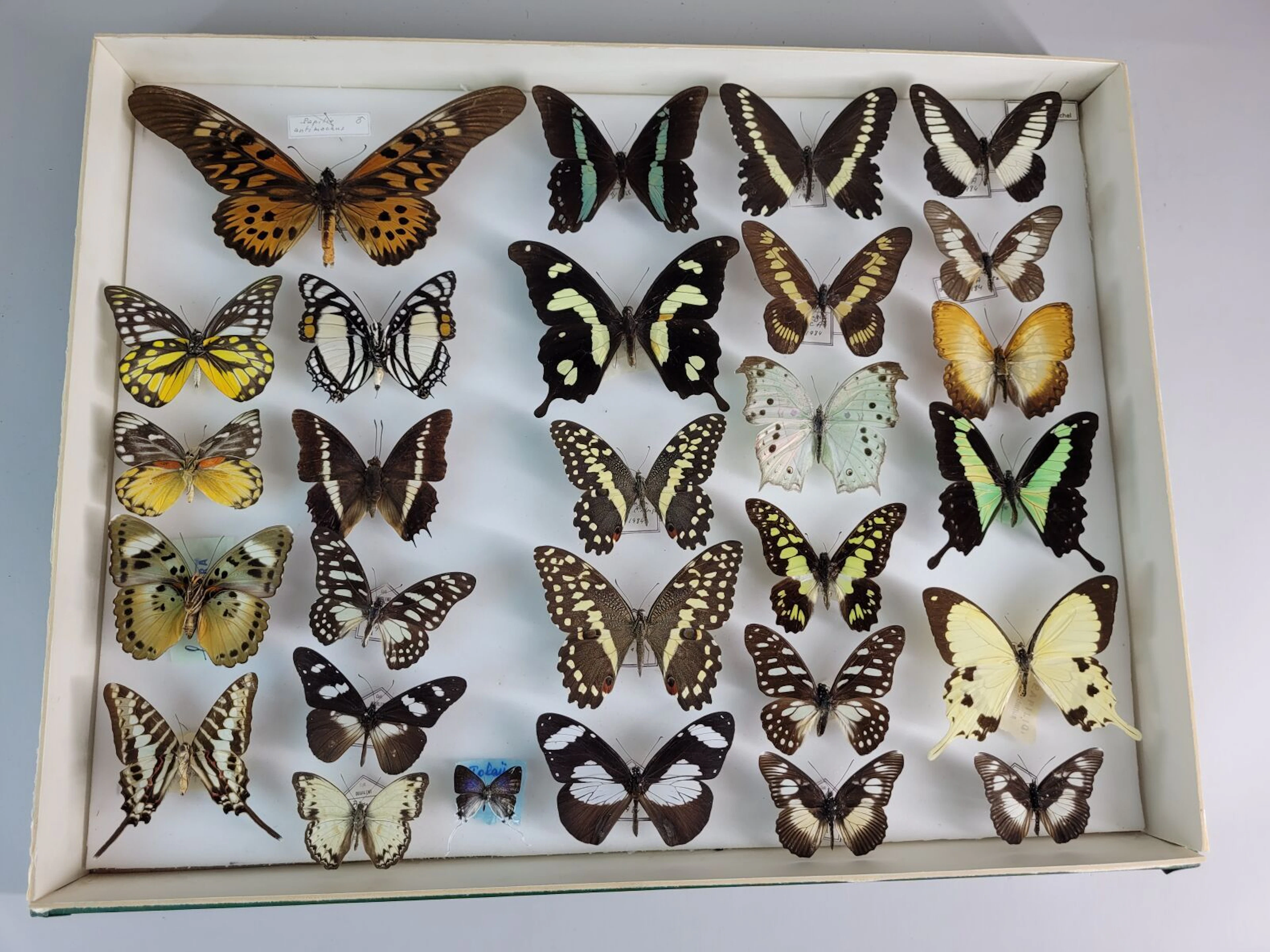 Large and beautiful composition of various exotic butterflie - Lot 41