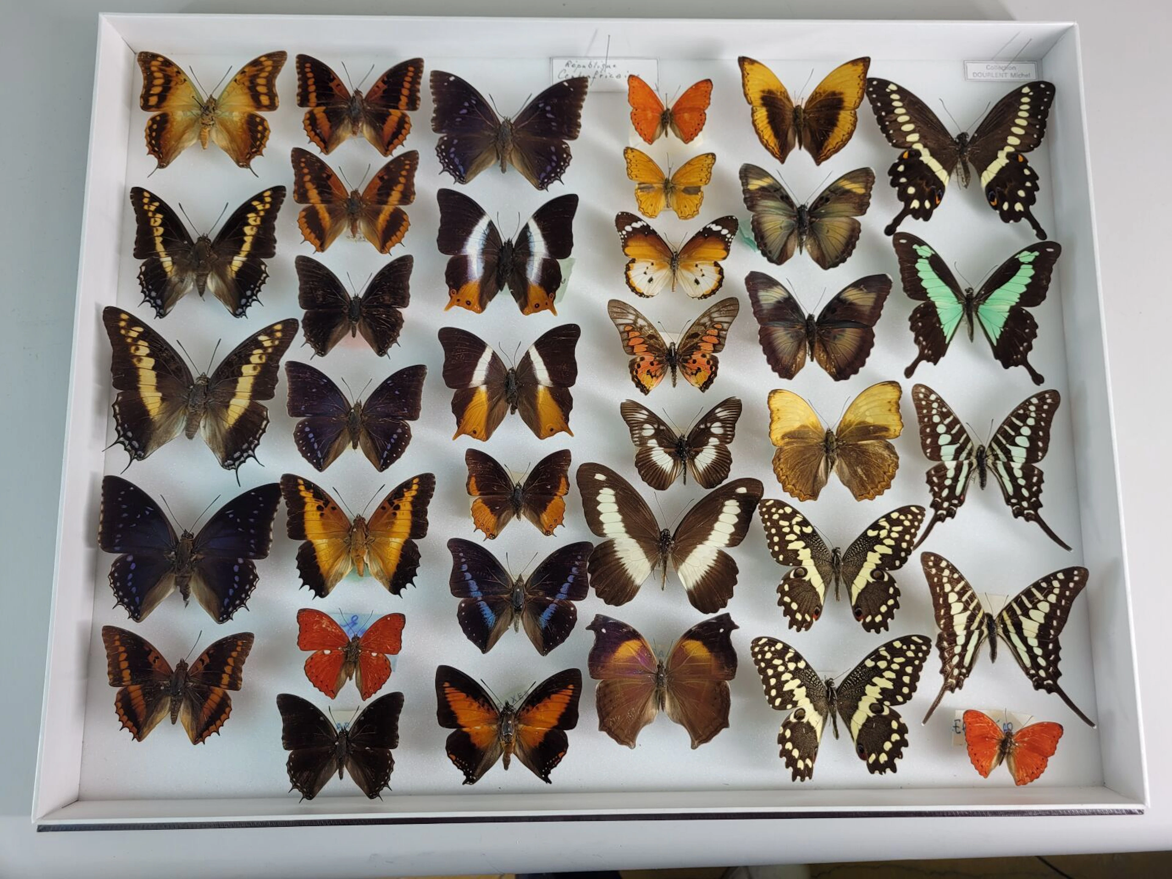 Superb, large composition of various butterflies, very fine - Lot 19
