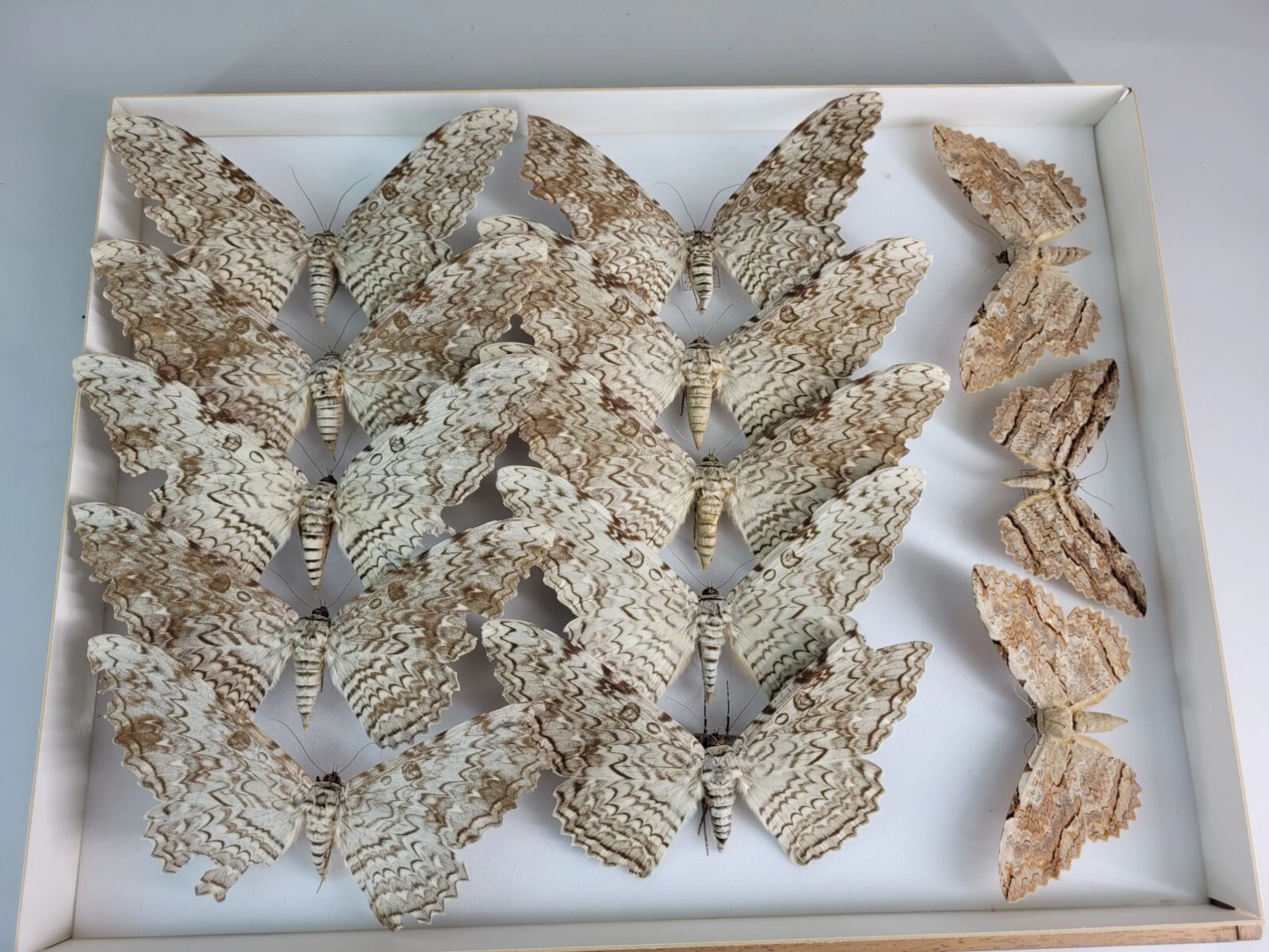 Impressive set of 13 large specimens of Thysania Agrippina i - Lot 32