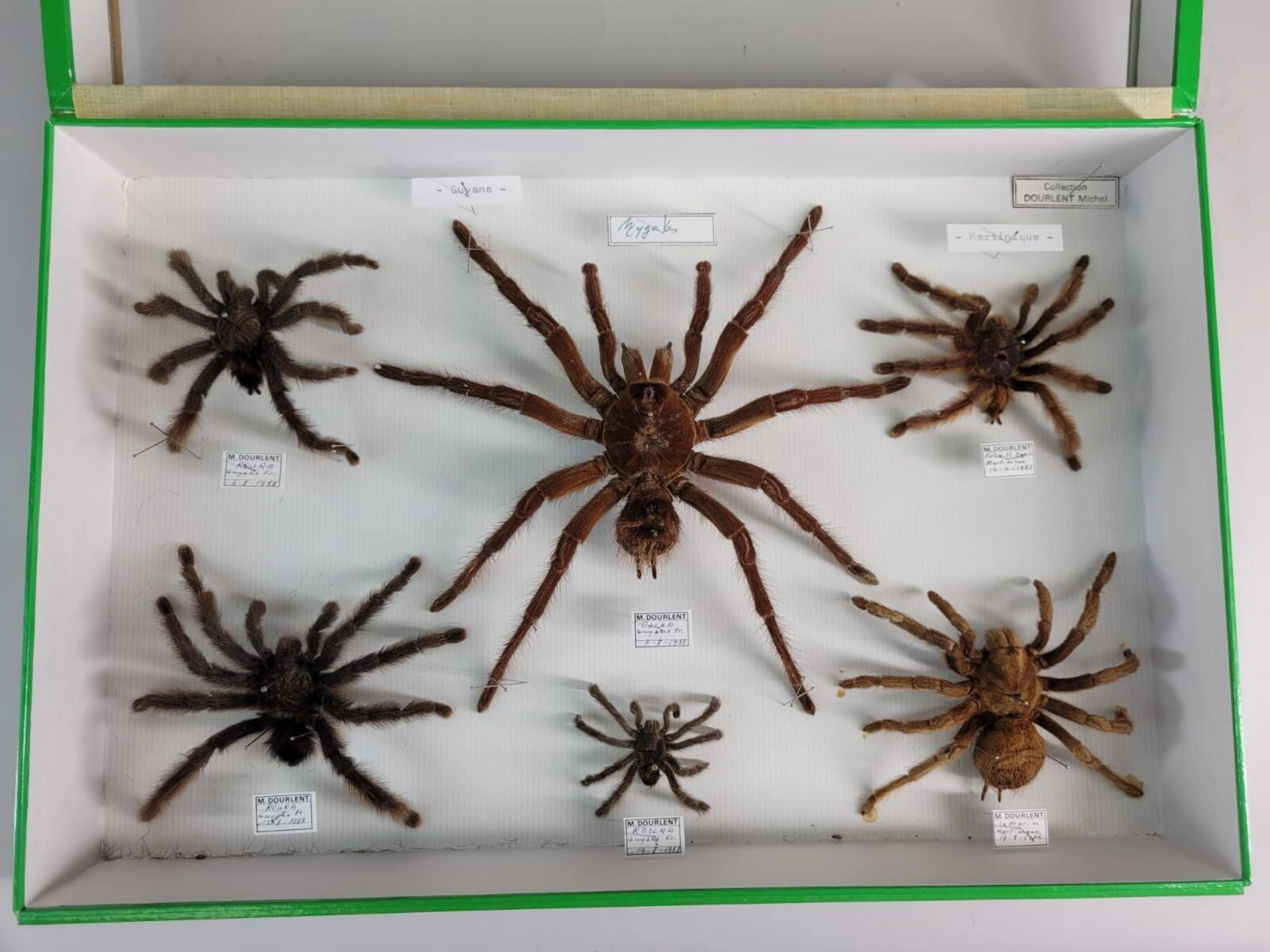 Composition of 6 South American tarantulas in excellent cond - Lot 52