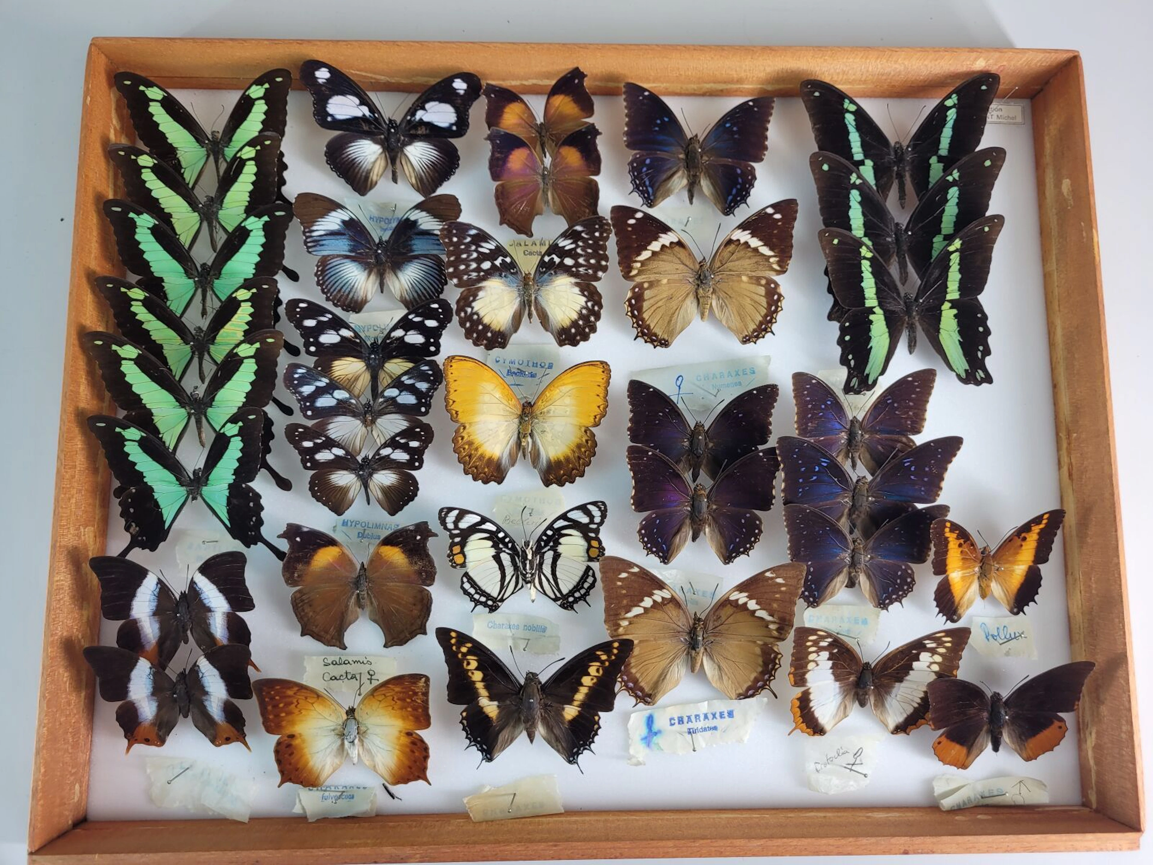 Set of two beautiful compositions of charaxes and other exot - Lot 25
