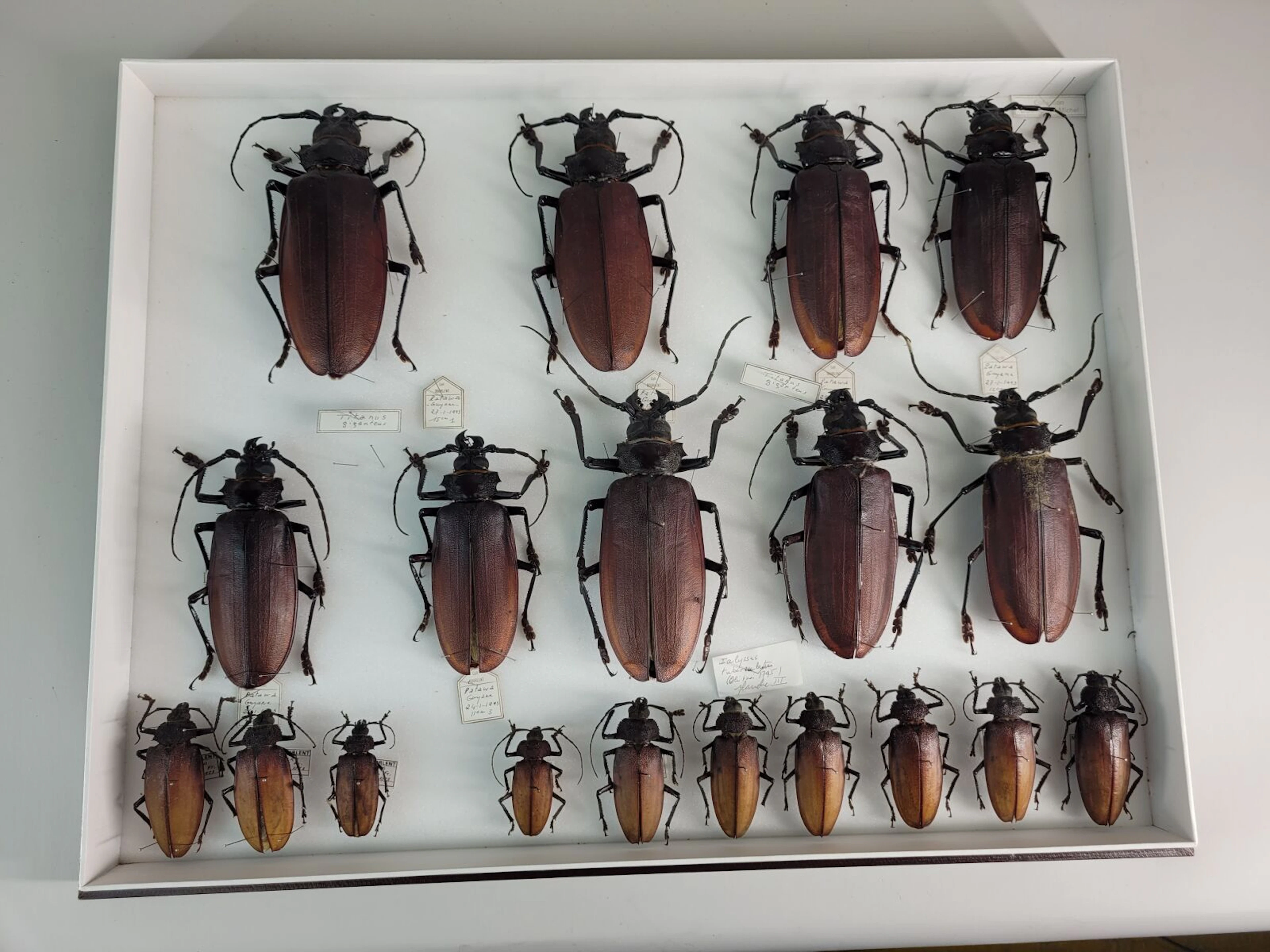 Large composition of Titanus giganteus, one of which is over - Lot 39