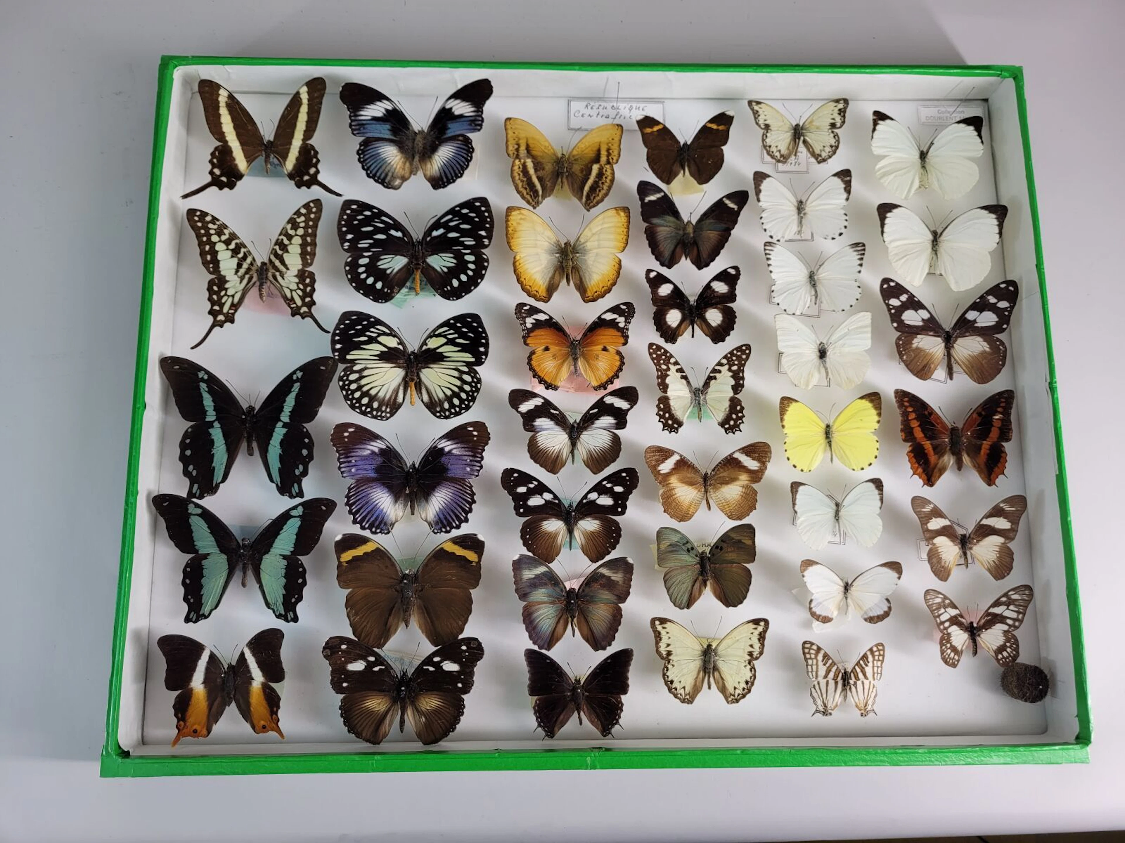 Large, beautiful composition of 39 exotic butterflies, in fi - Lot 43
