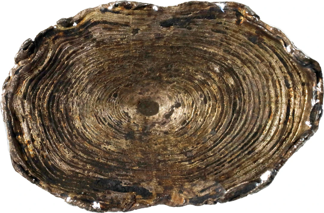 (t) CHINA. Yuansi Changyuankezi. Fine Silk Oval Ingots. Silver 1.5