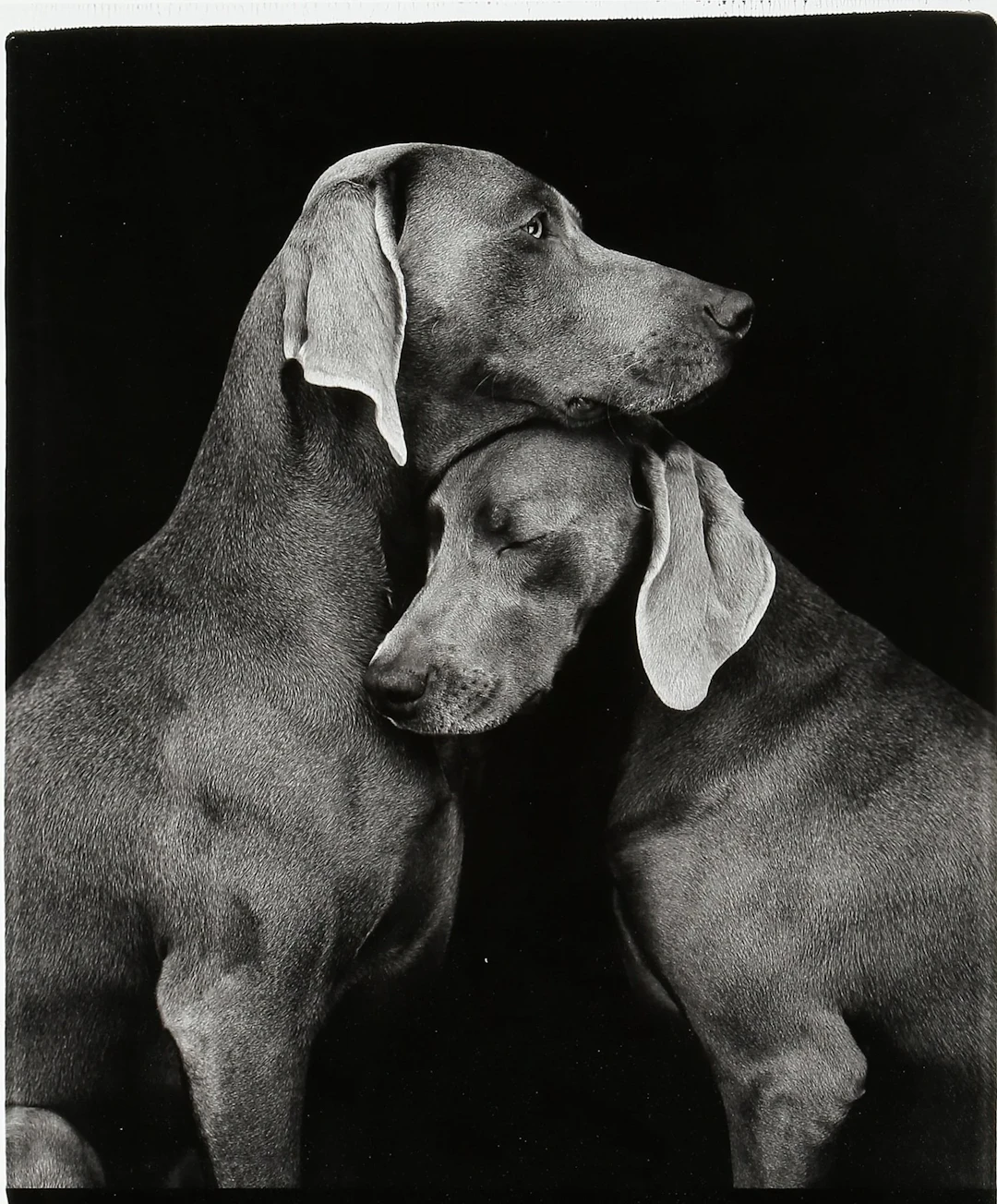 “FRIENDS” WILLIAM WEGMAN