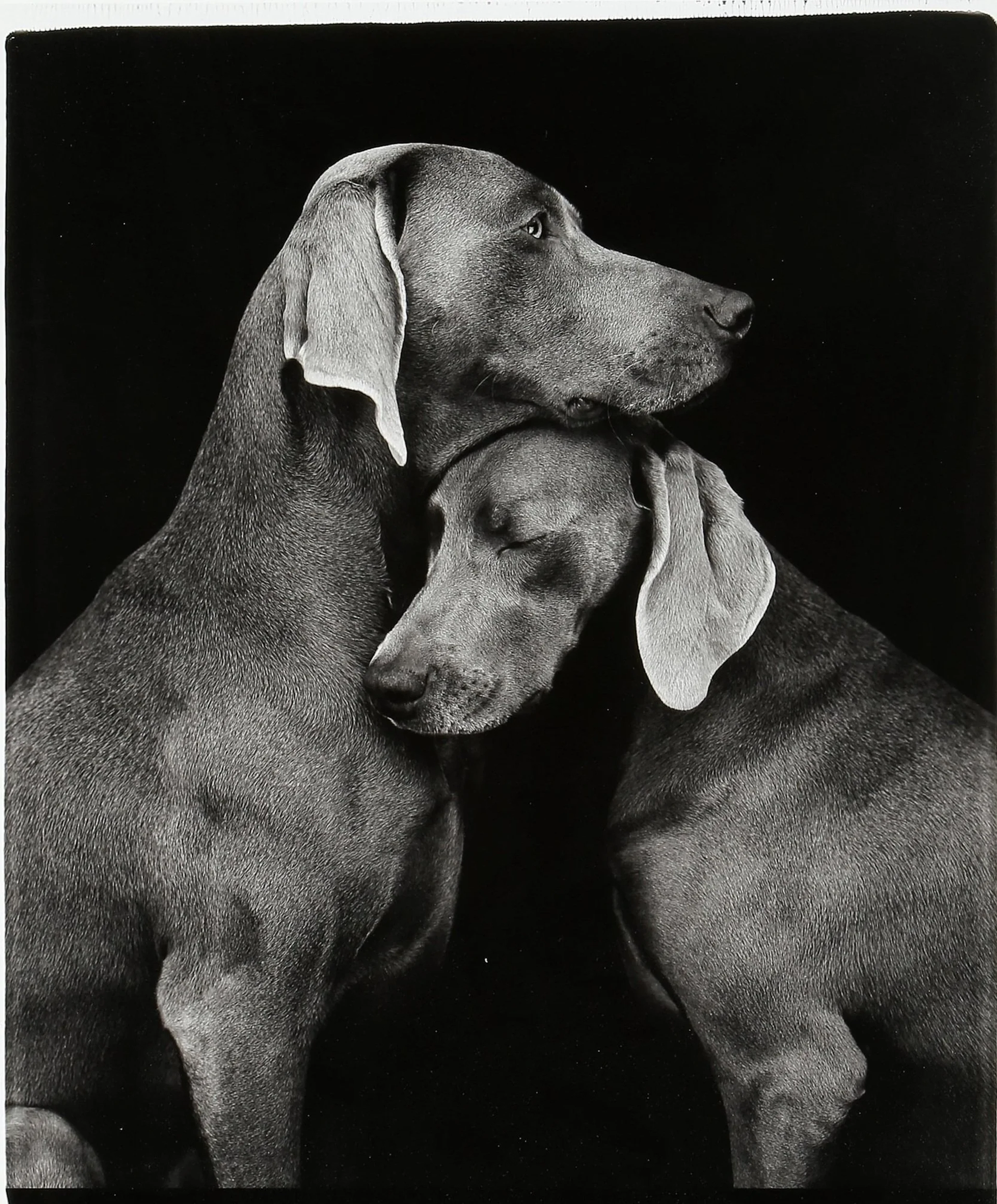 “FRIENDS” WILLIAM WEGMAN