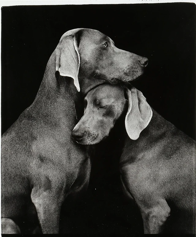 “FRIENDS” WILLIAM WEGMAN