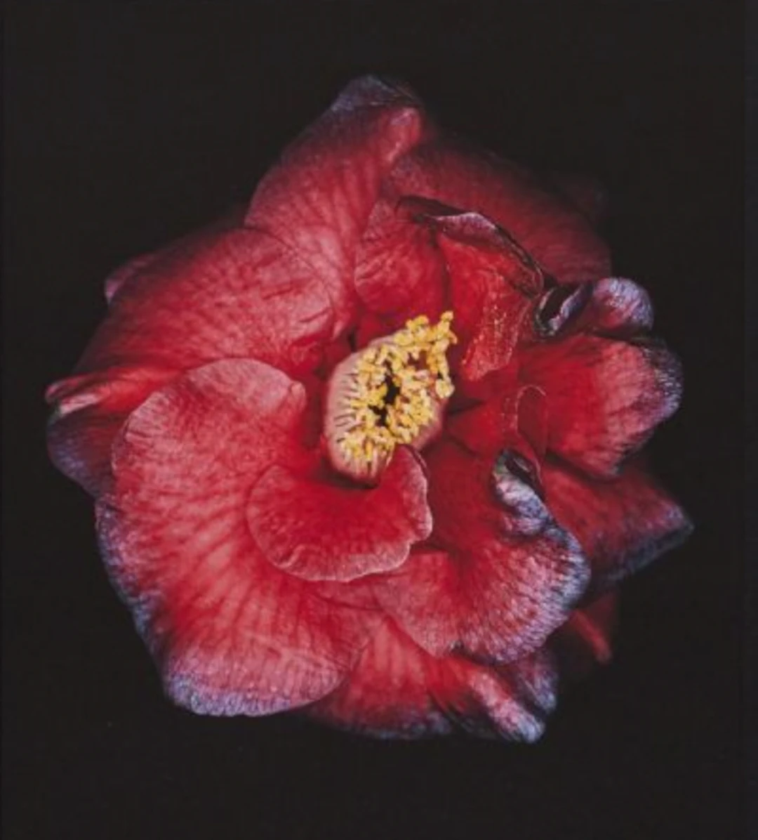 “CAMÉLLIA JAPÓNICA” HELENE SCHMITZ