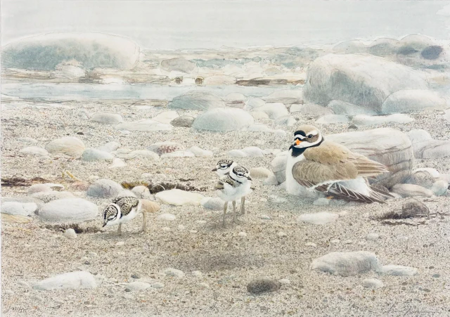 “VÅR STRAND” LARS JONSSON
