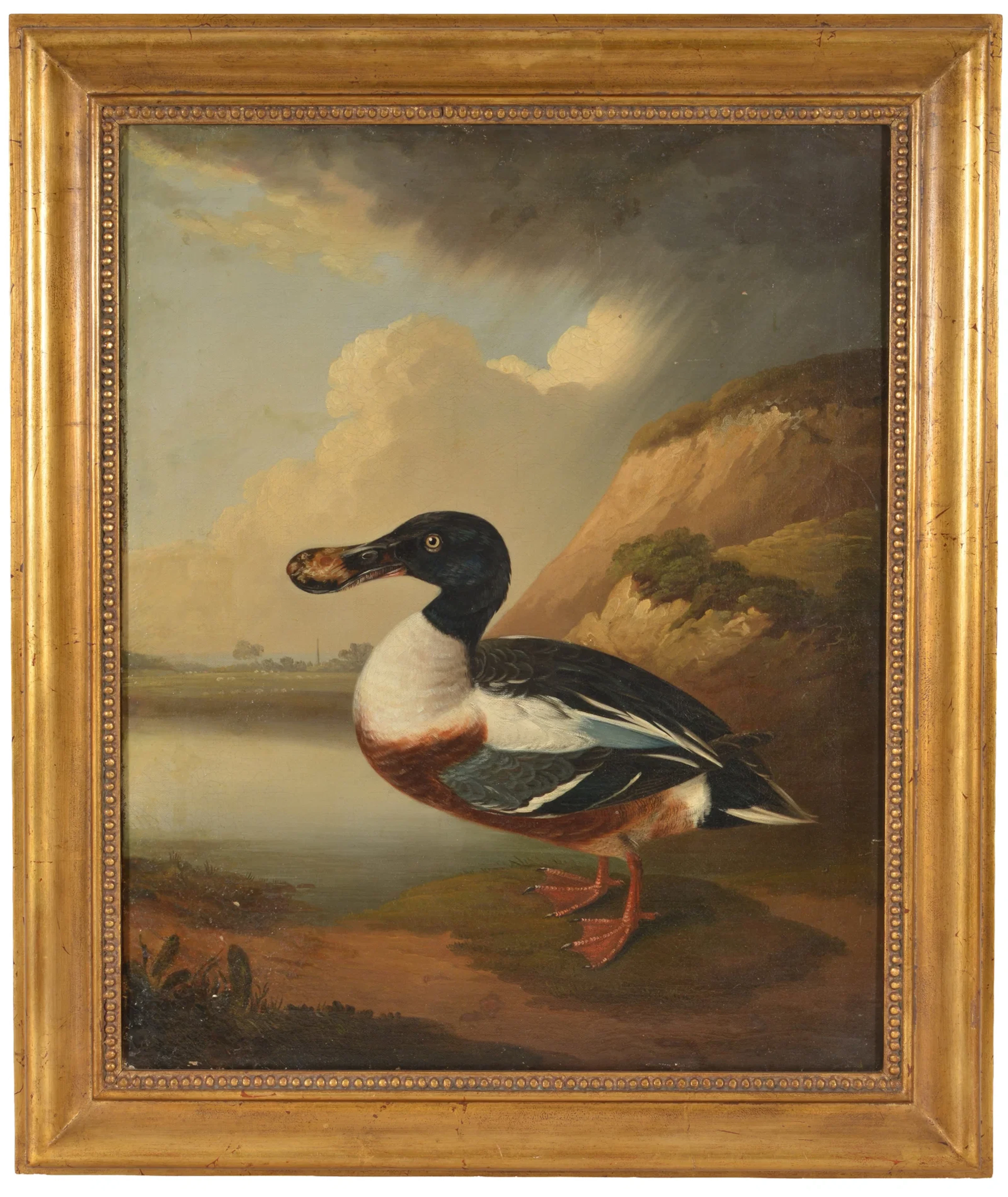 19th century American school painting of a Northern Shoveler Duck.