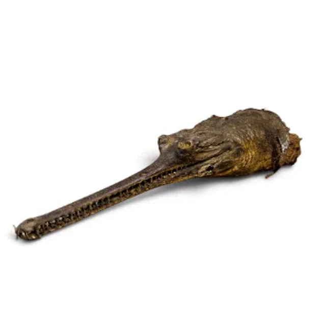 Vintage taxidermy head of an Indian gharial, featuring an ultra-long