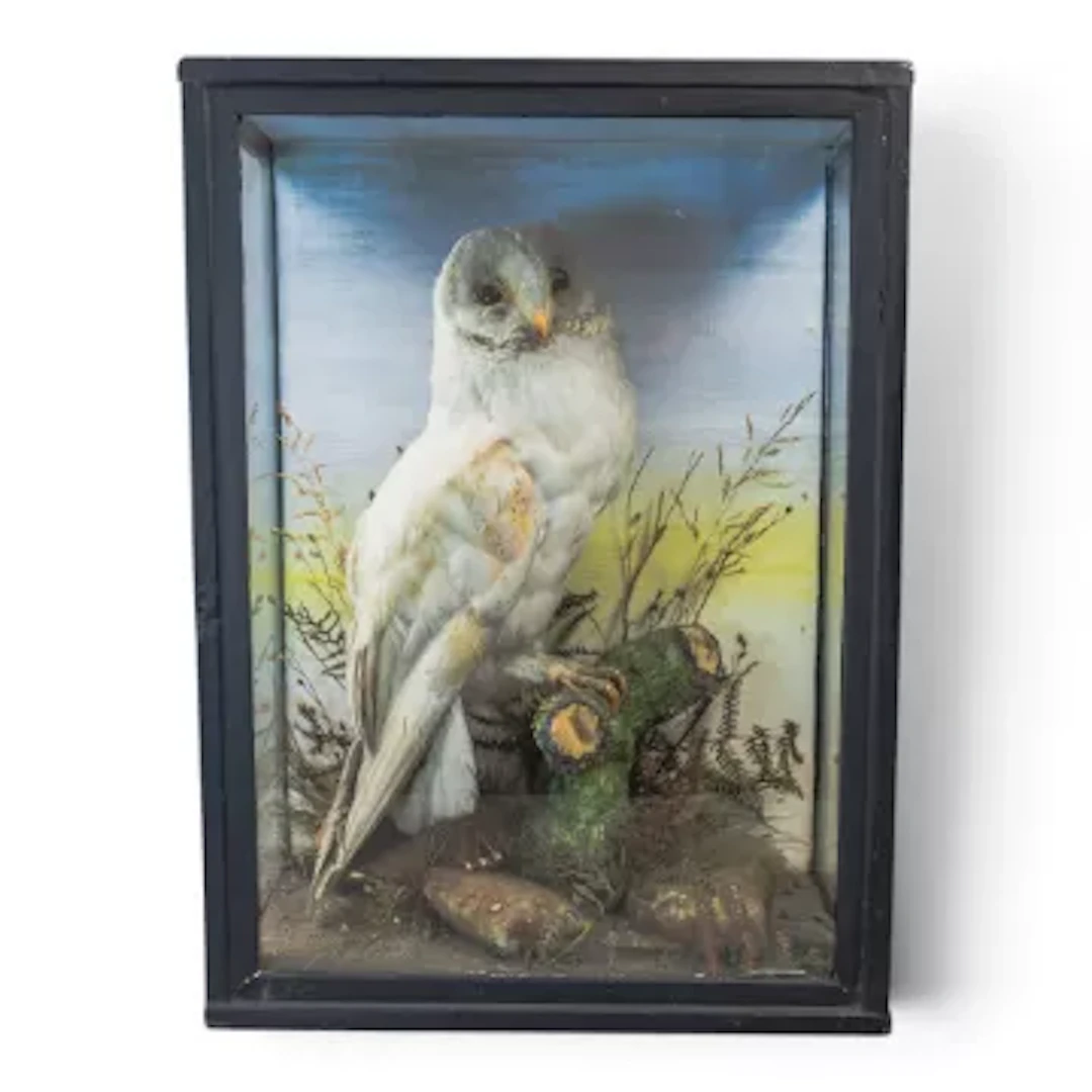 A taxidermy study, featuring a barn owl perched on a tree stump, cased