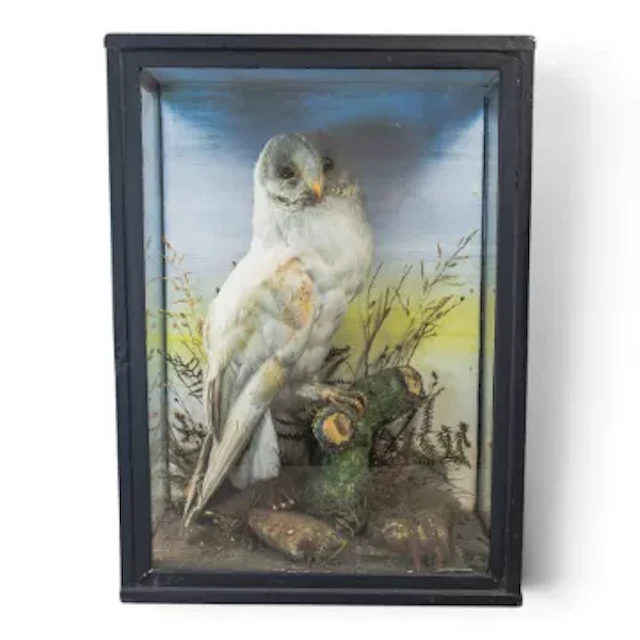A taxidermy study, featuring a barn owl perched on a tree stump, cased