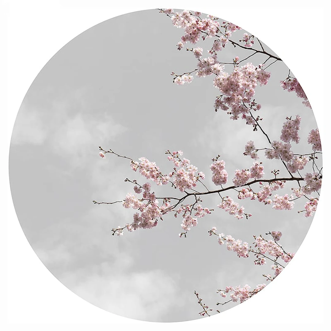Anne Valverde - Contemporary Photographer - Sakura Moon