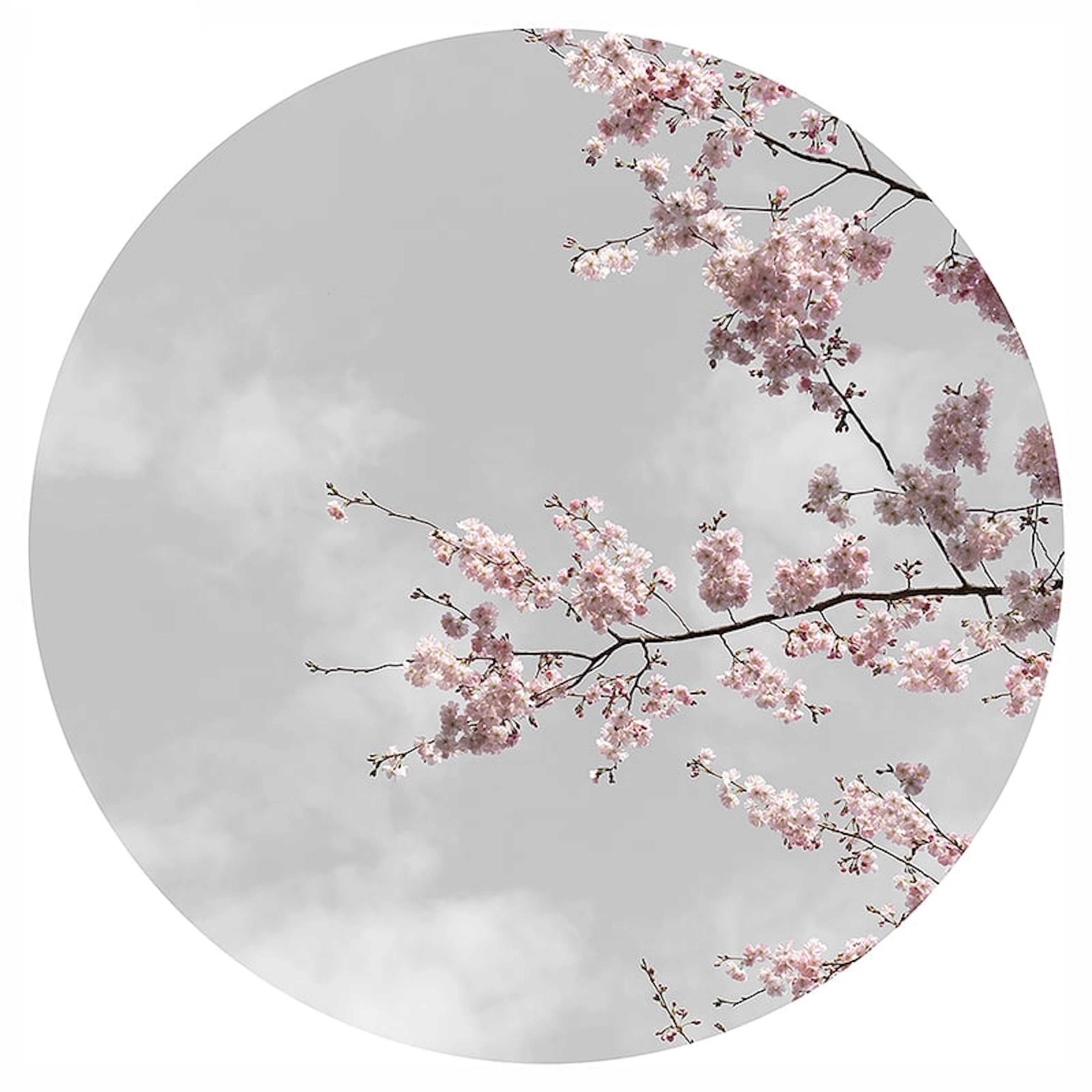 Anne Valverde - Contemporary Photographer - Sakura Moon