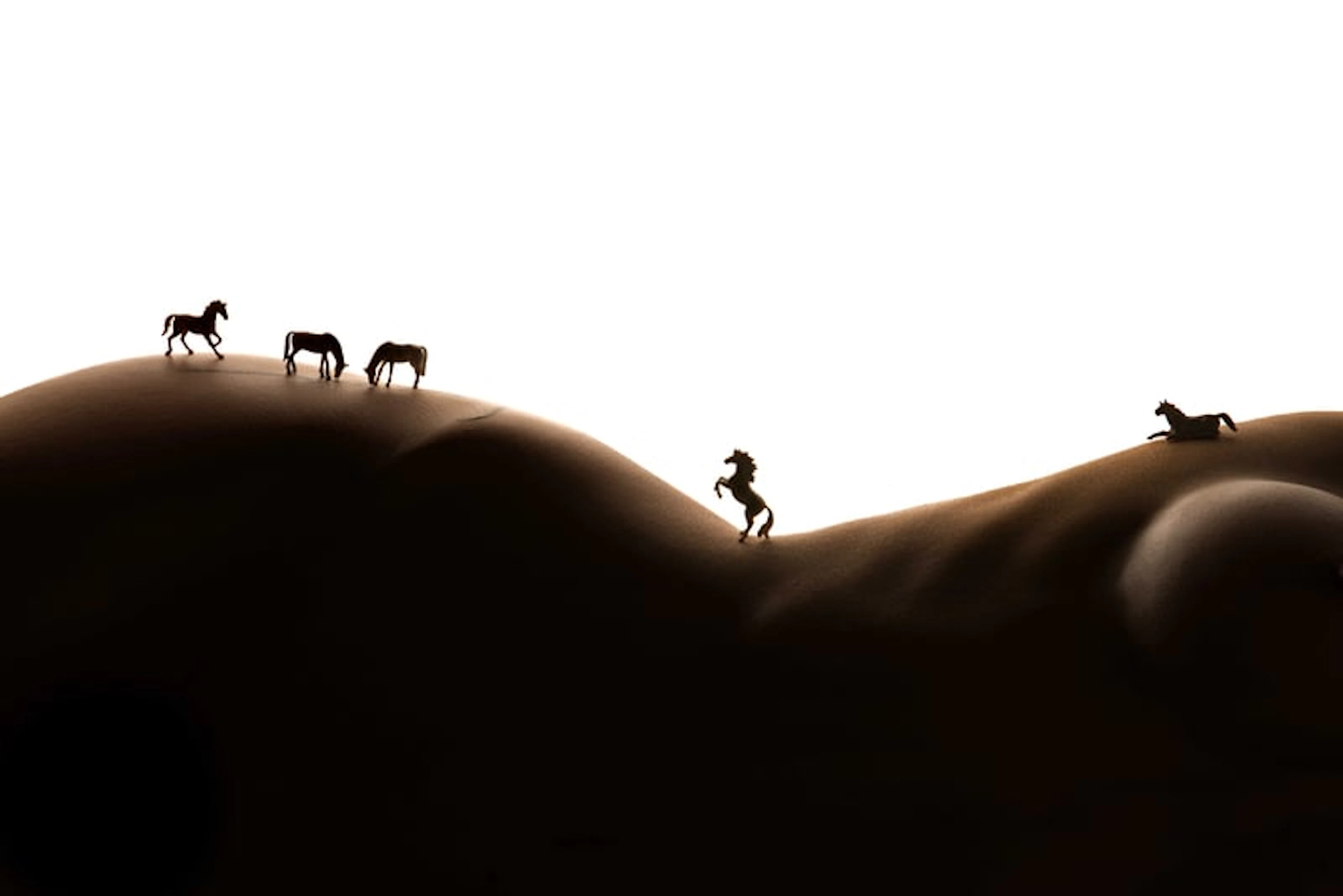 J. Leo - Contemporary Photographer - Wild life