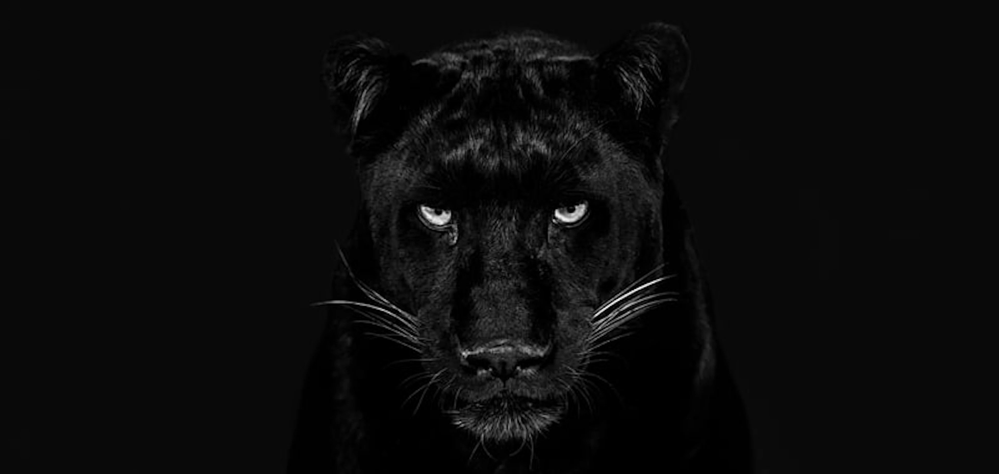 David Yarrow - Contemporary Photographer - The black panther Club - B&W