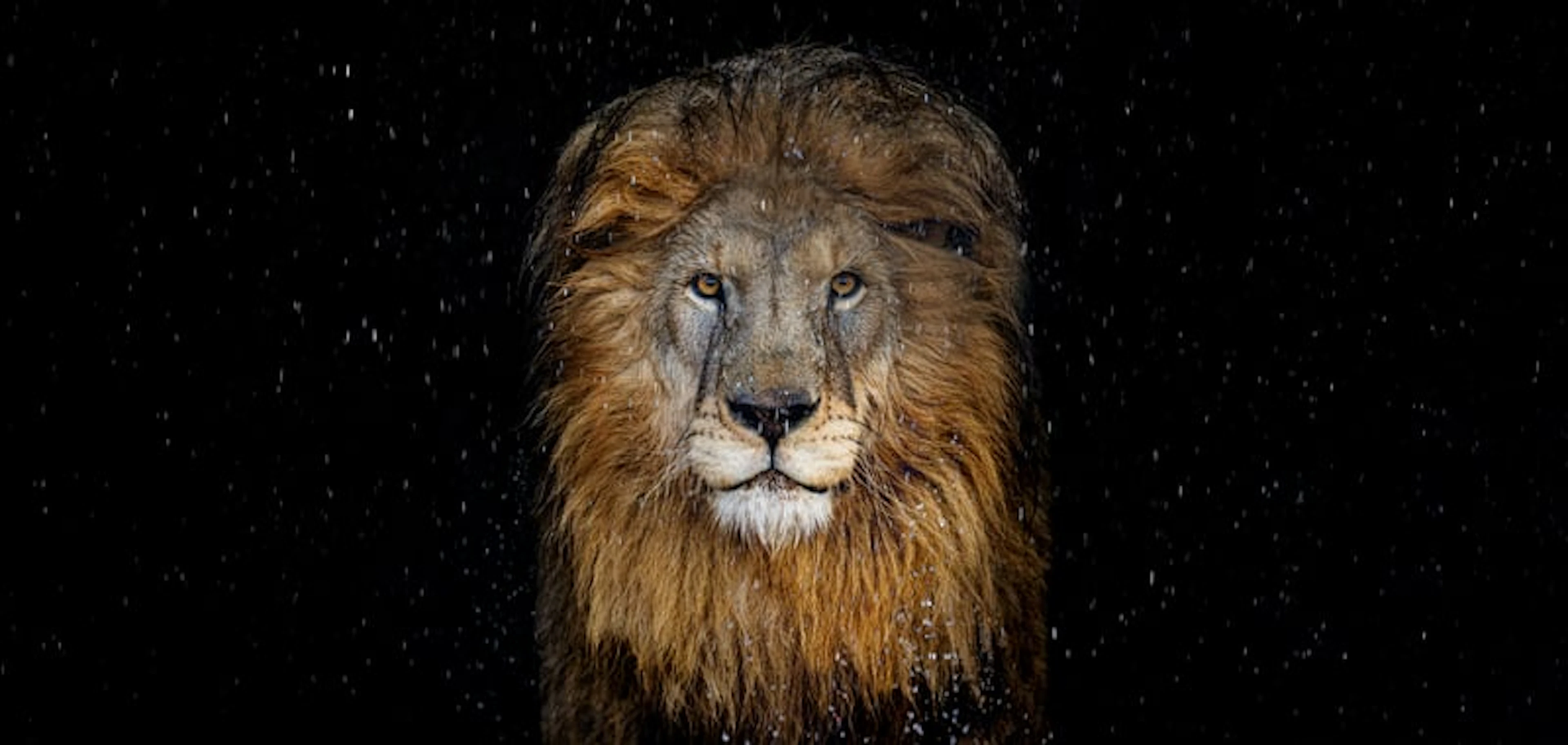 David Yarrow - Contemporary Photographer - The lion - colours