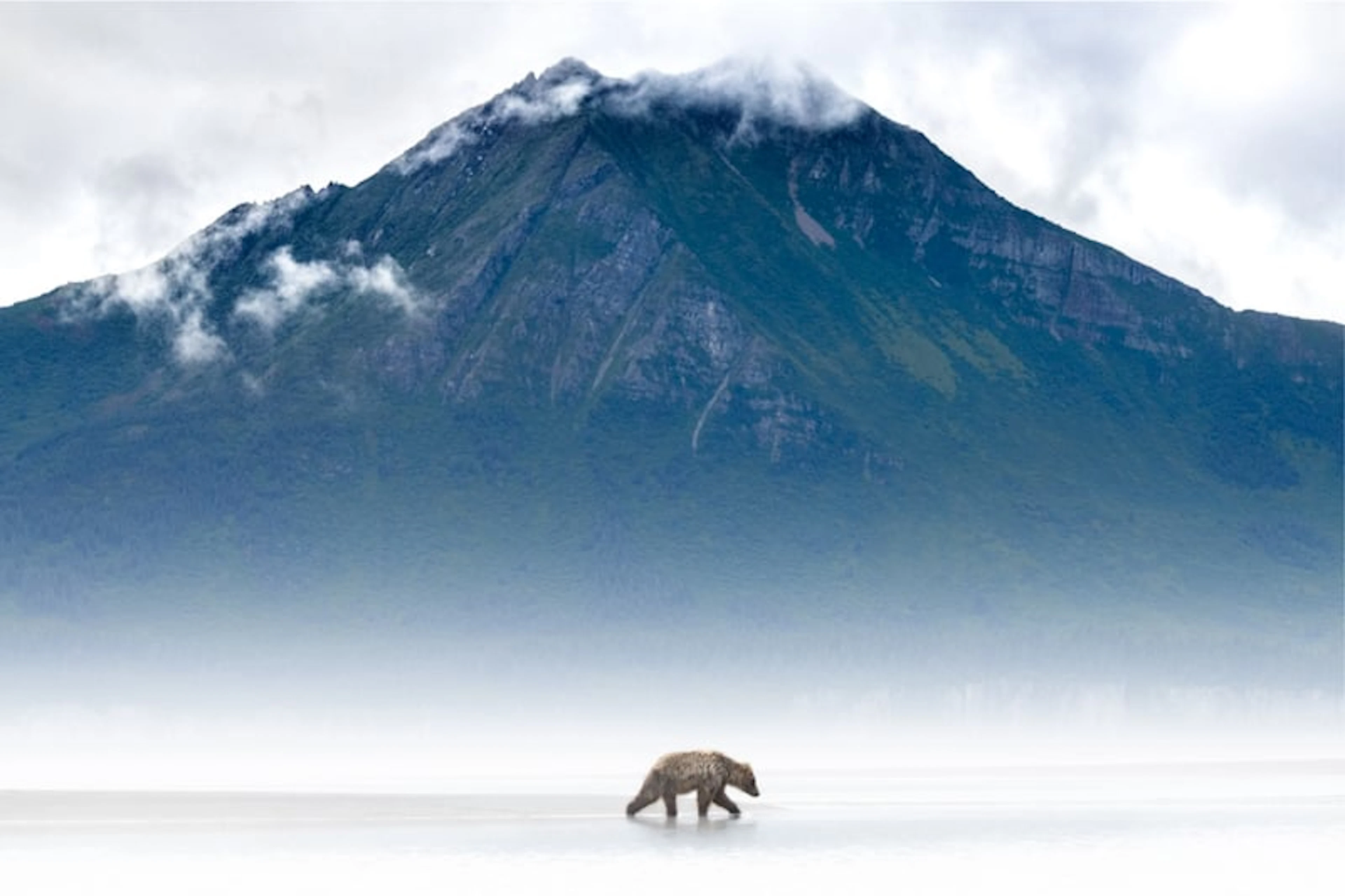 Harry Skeggs - Contemporary Photographer - Mists of Time (Brown Bear
