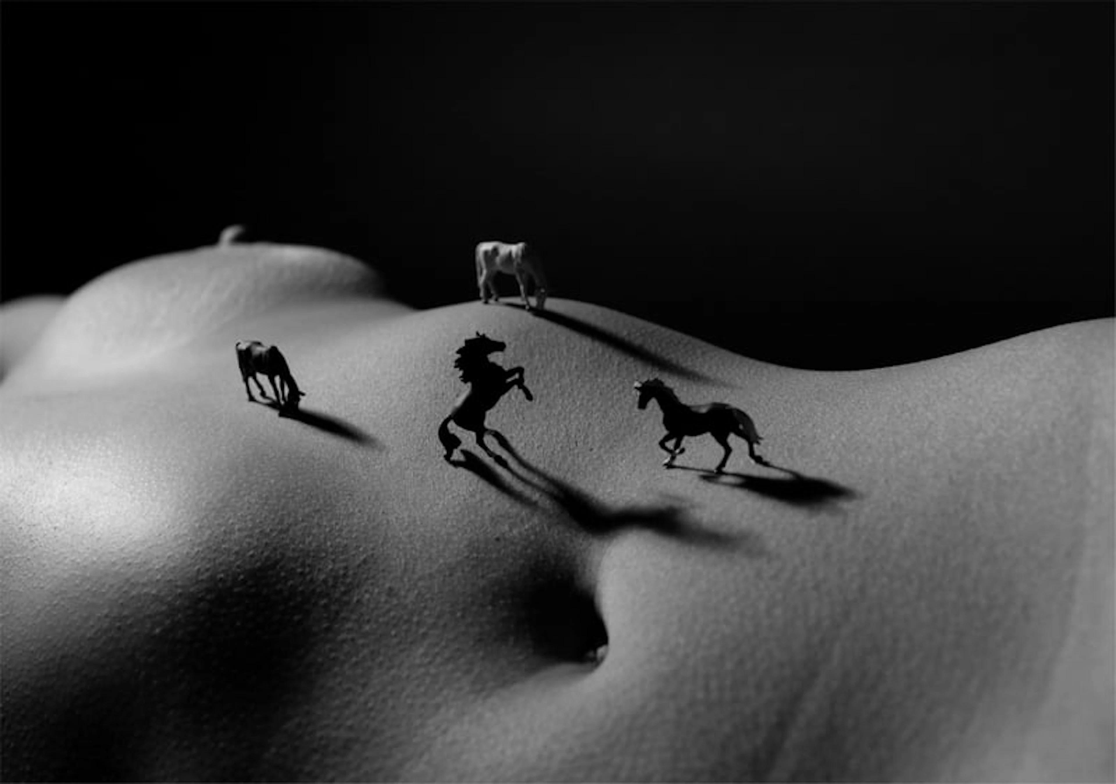 J. Leo - Contemporary Photographer - Wild horses