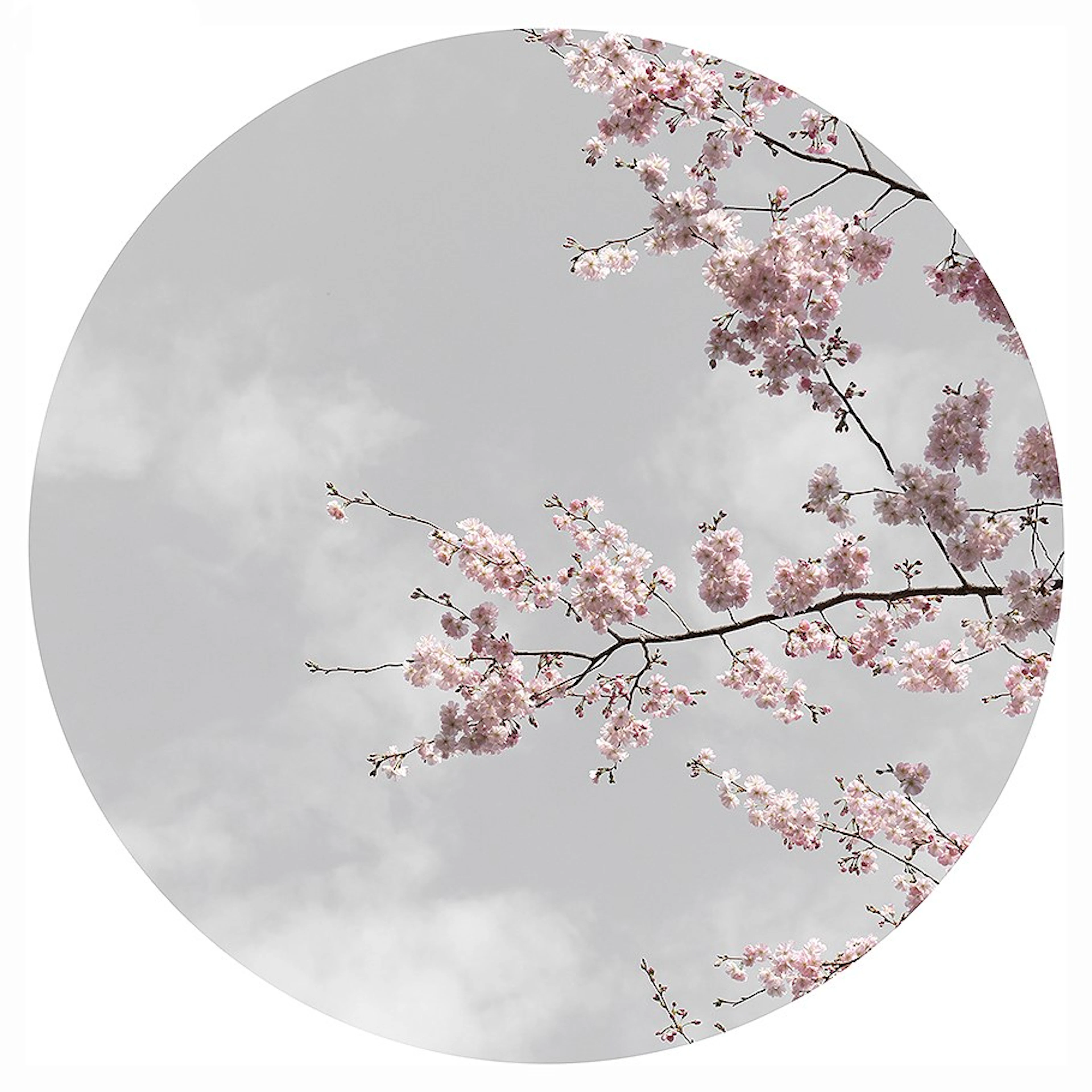 Anne Valverde - Contemporary Photographer - Sakura Moon