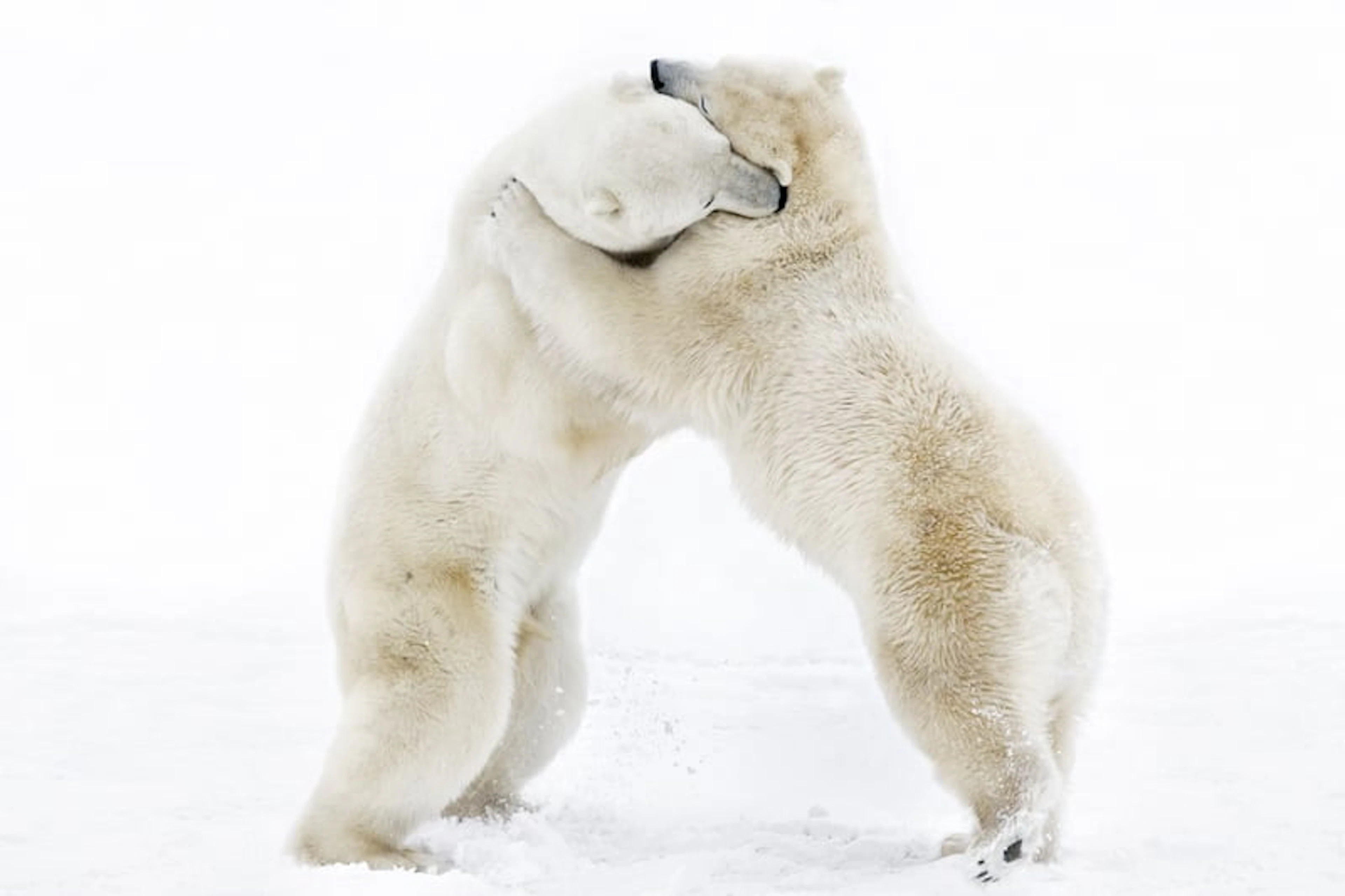 Harry Skeggs - Contemporary Photographer - Bear Hug (Polar Bear, Churchill