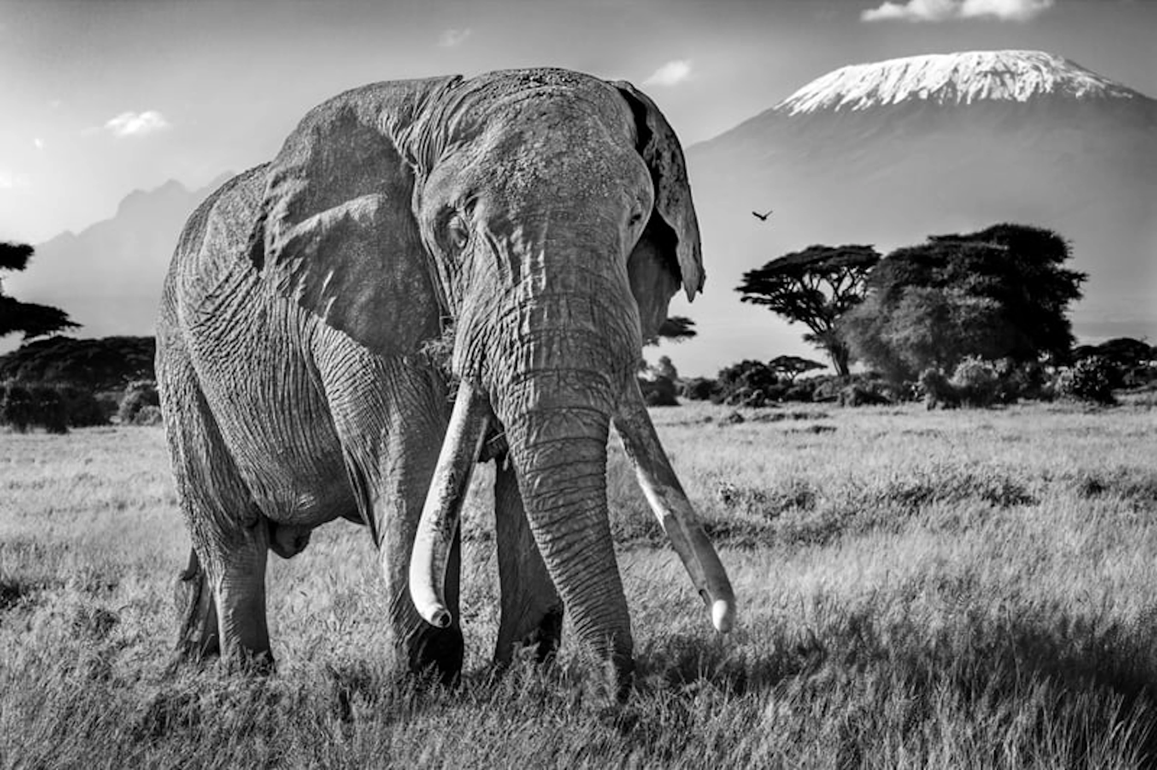 Harry Skeggs - Contemporary Photographer - Ulysses (African Elephant
