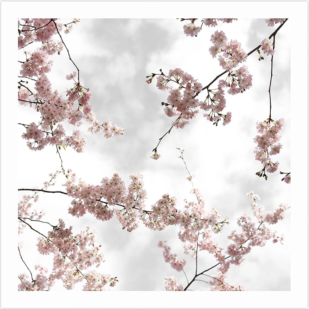 Anne Valverde - Contemporary Photographer - Hanami Sakura