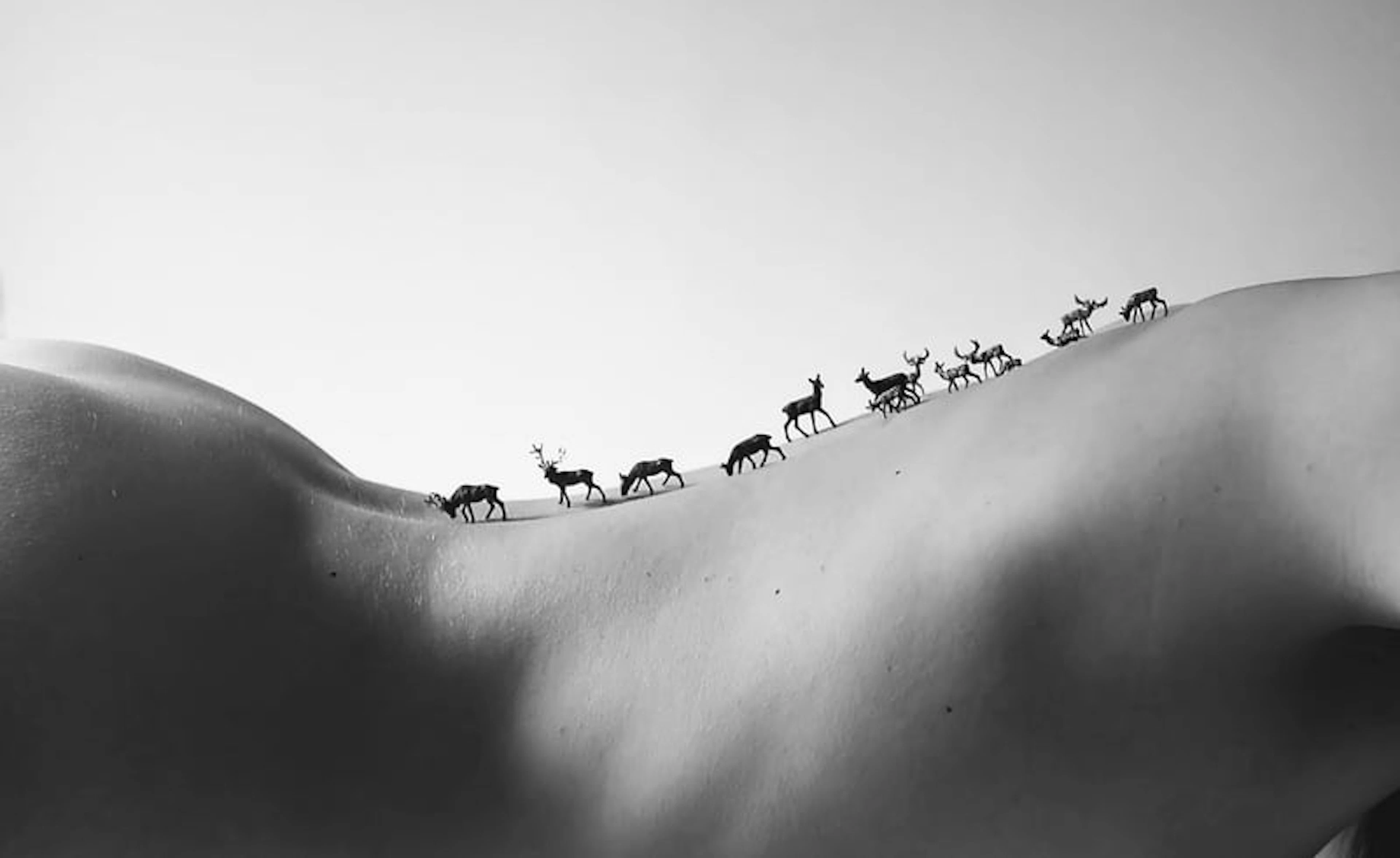J. Leo - Contemporary Photographer - Bande de cerfs