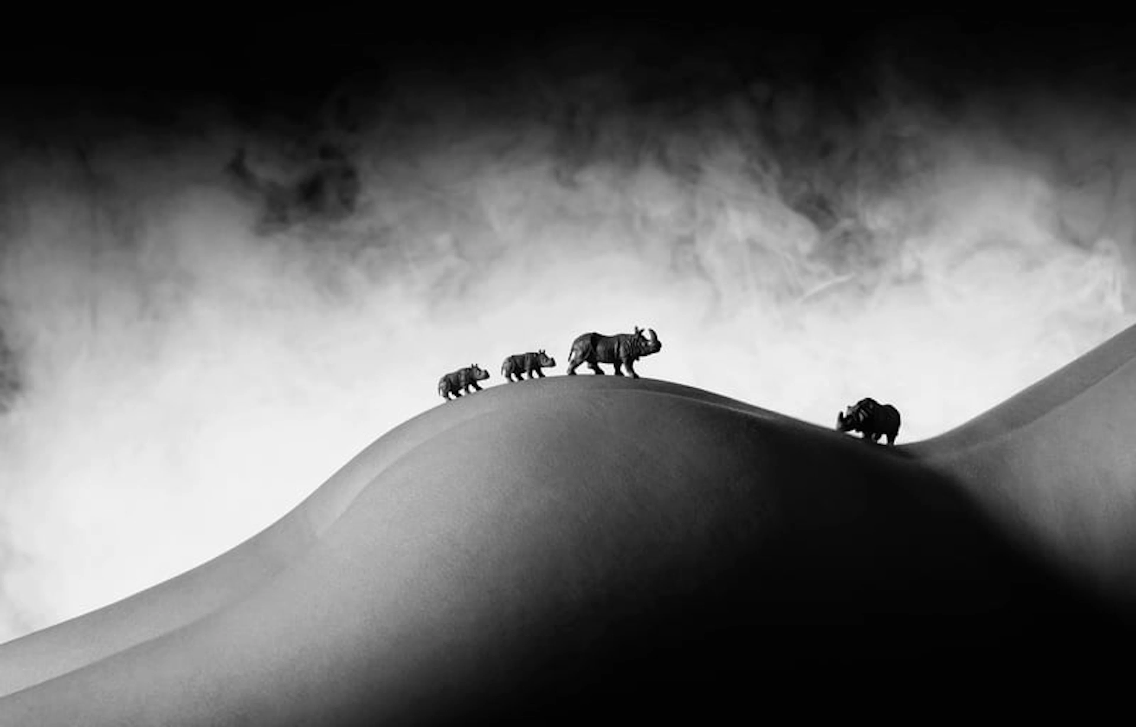 J. Leo - Contemporary Photographer - Rhino Family