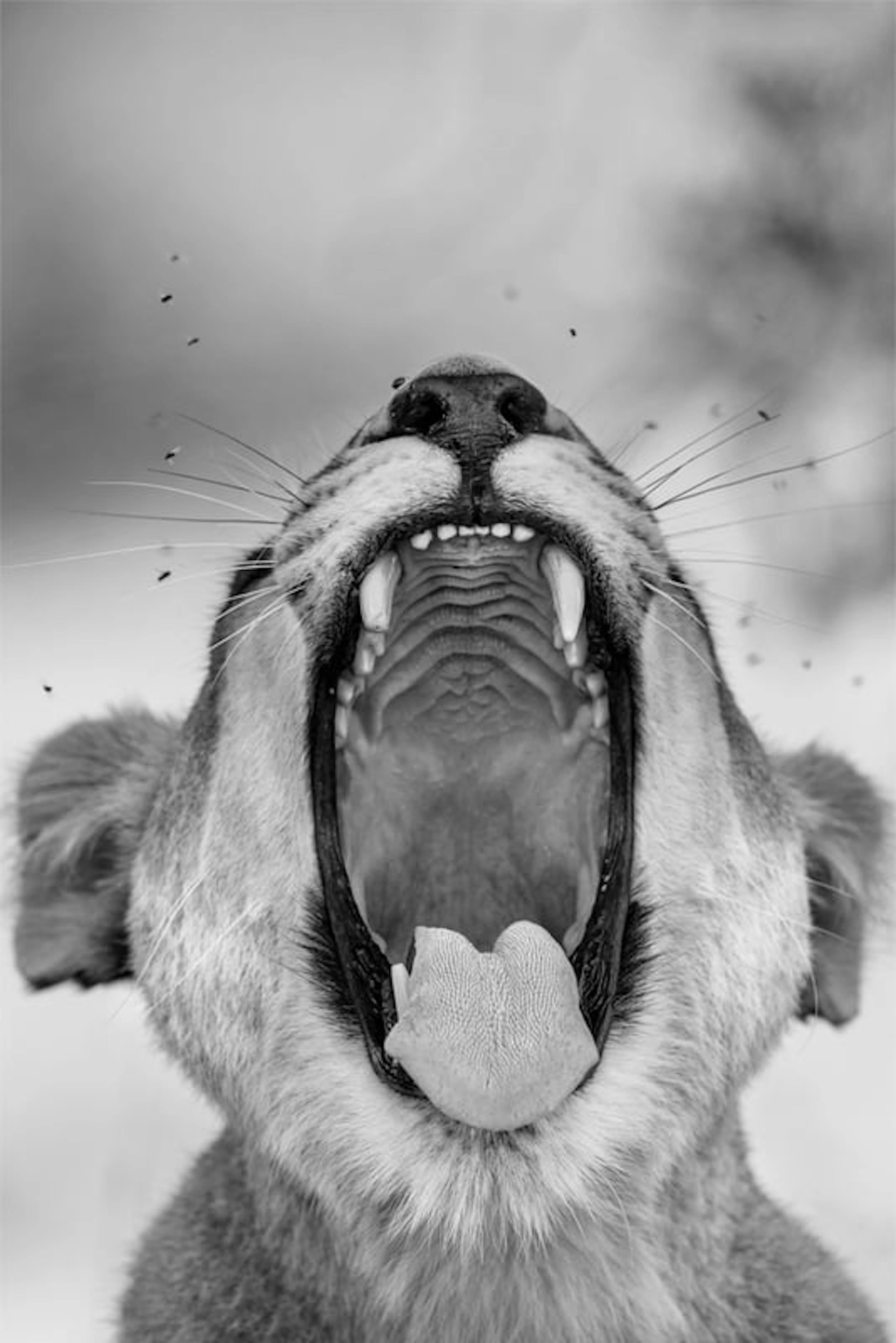 Harry Skeggs - Contemporary Photographer - Tooth and Nail (African
