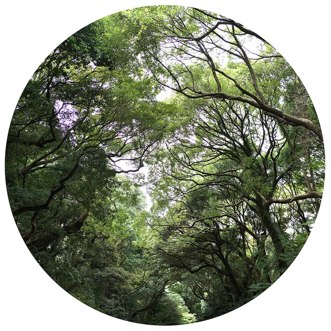 Anne Valverde - Contemporary Photographer - Tokyo Satori No Mado