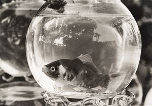 Ventura Fulvio Senza titolo , anni 1970/1980