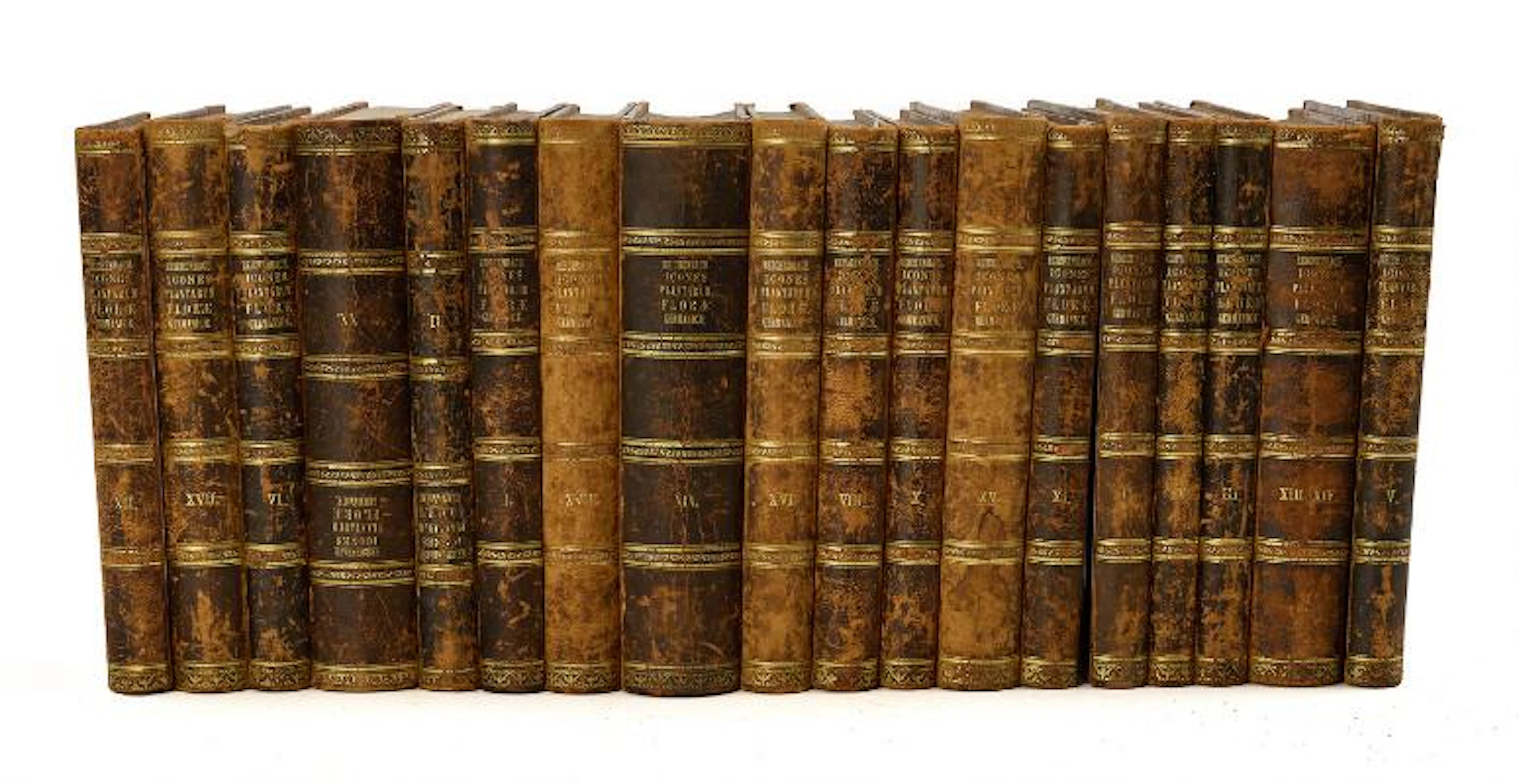 H. G. Ludwig Reichenbach: Icones Florae Germanicae et Helveticae.